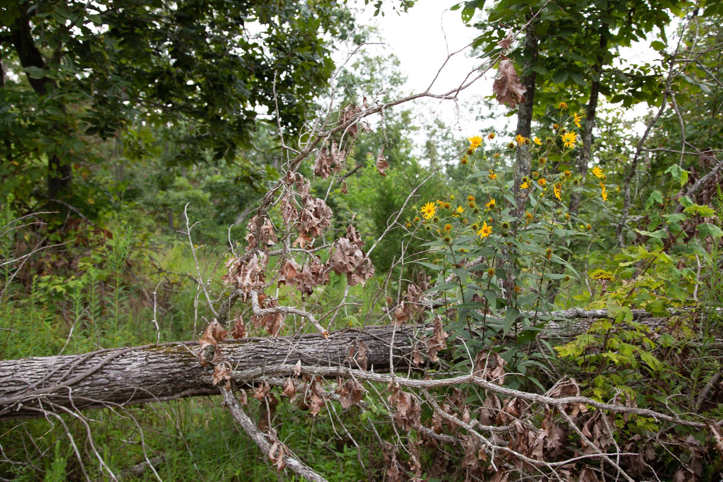 Borgmann’s Hollow Phase I Tract 31 photo 11