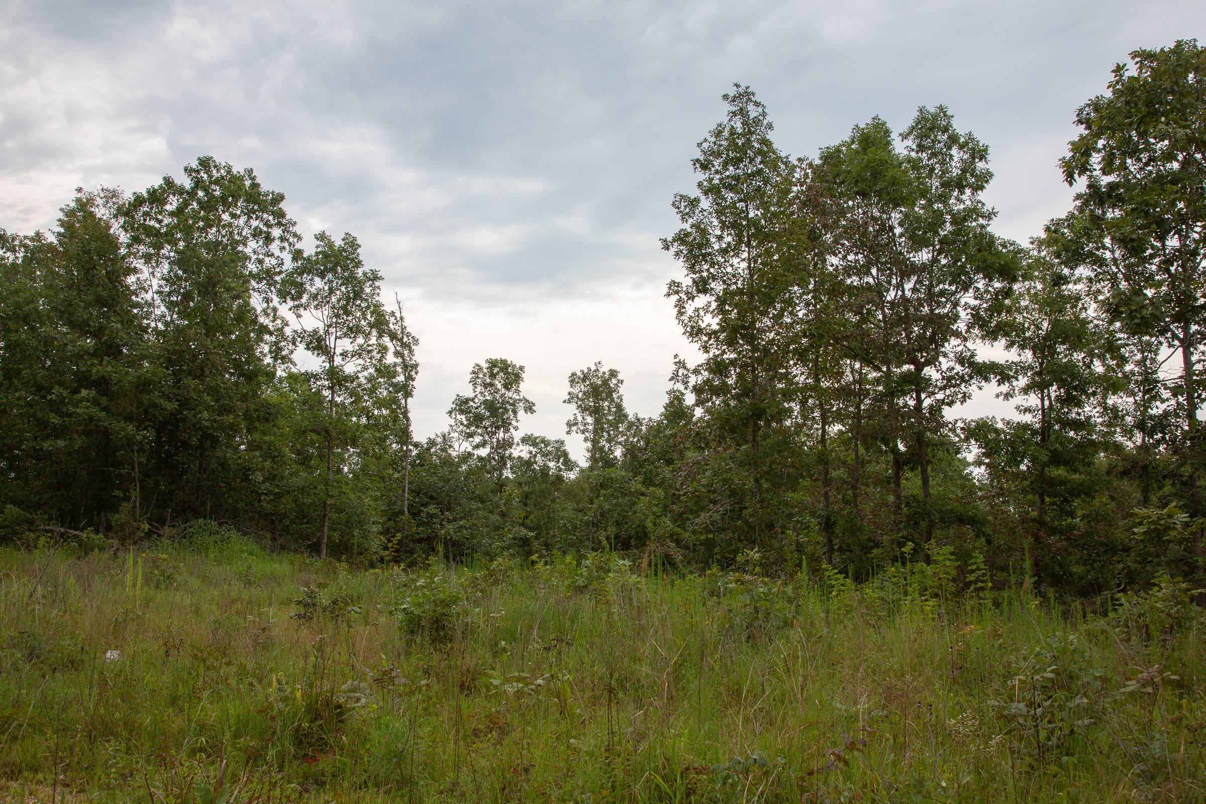 Borgmann’s Hollow Phase I Tract 31 photo 12