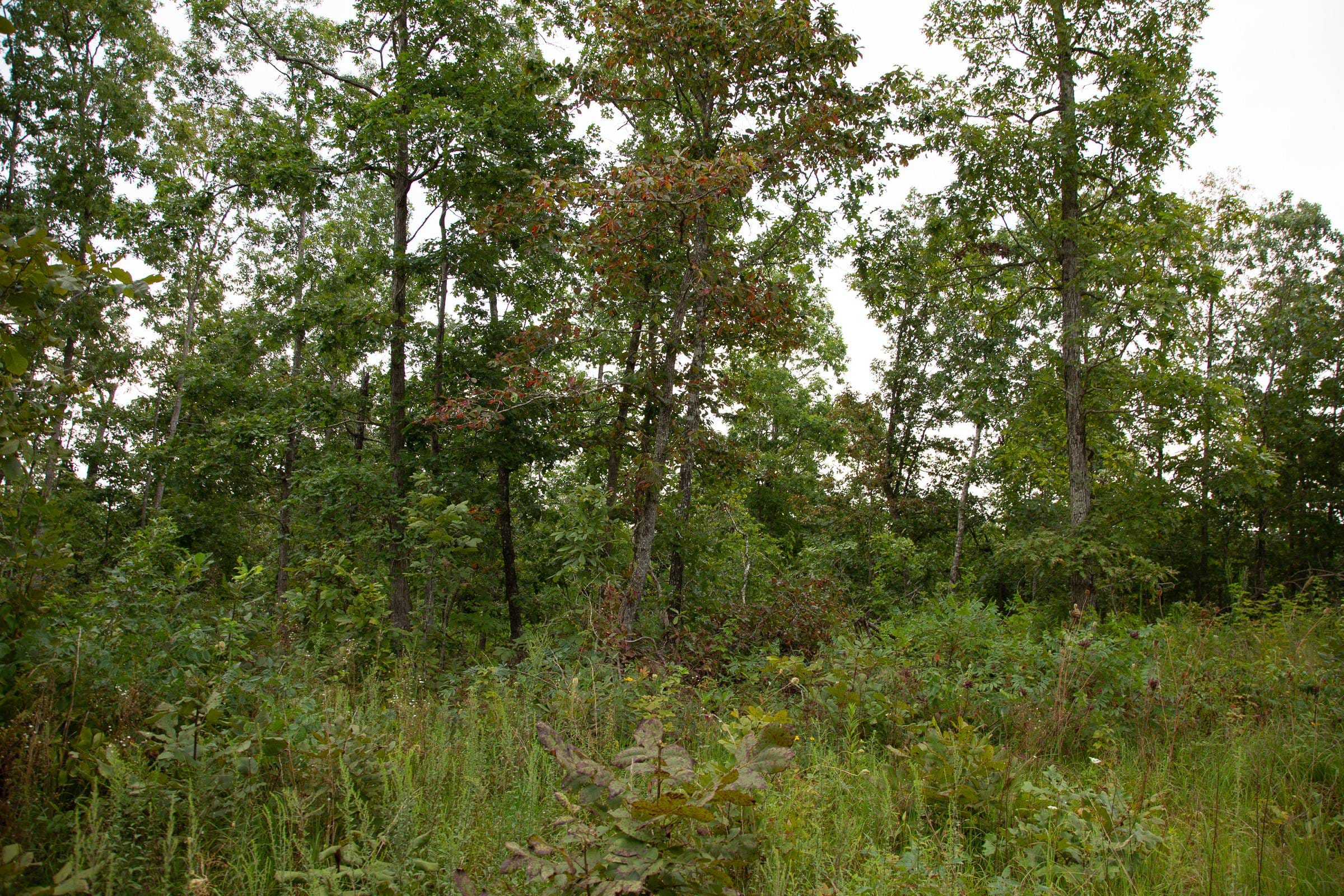Borgmann’s Hollow Phase I Tract 31 photo 13