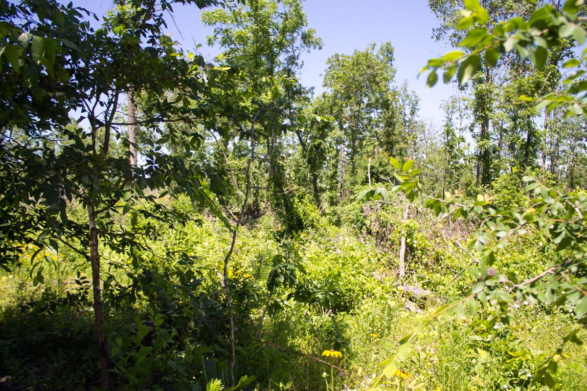 Timber Crossing Tract 10 photo 3