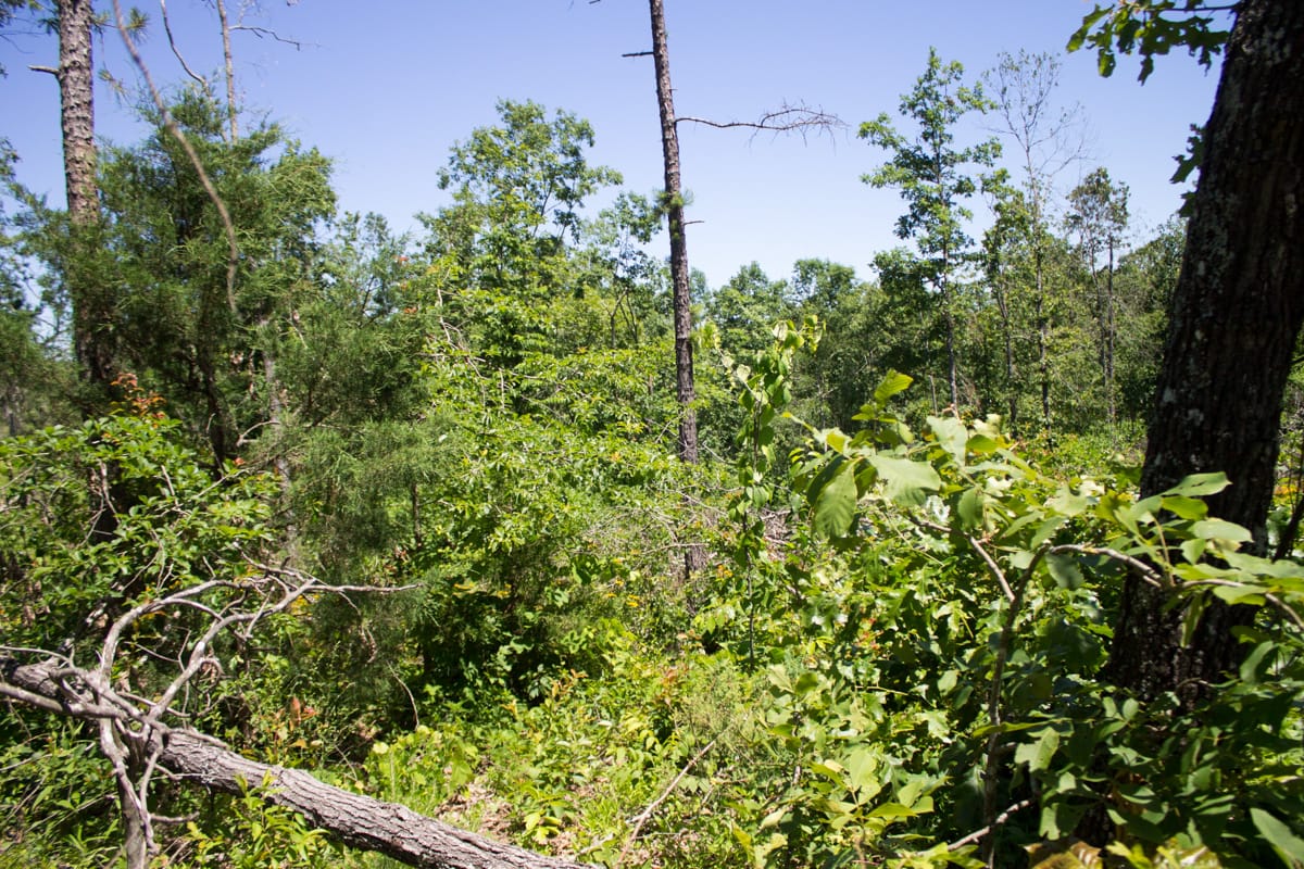 Timber Crossing Tract 10 photo 1