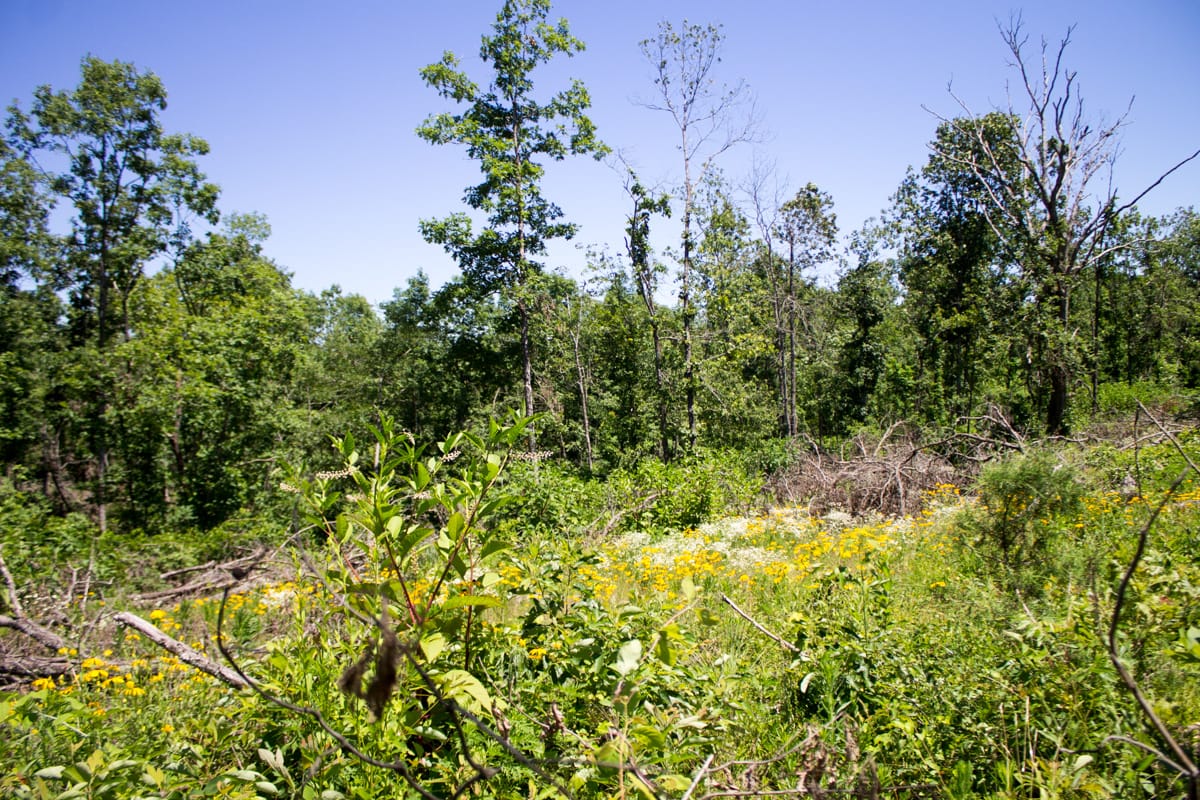 Timber Crossing Tract 10 photo 4