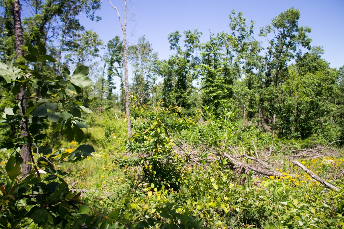 Timber Crossing Tract 10 photo 5