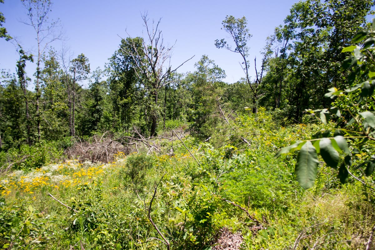 Timber Crossing Tract 10 photo 6