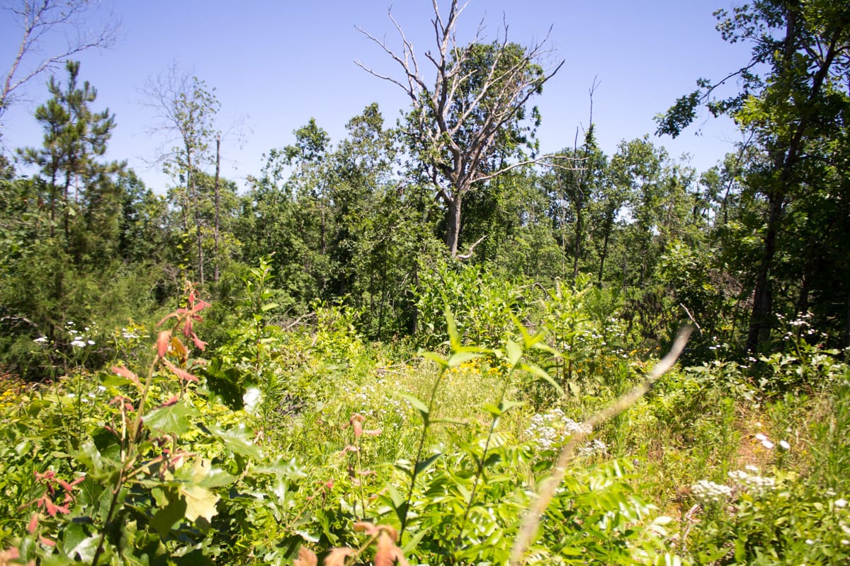 Timber Crossing Tract 10 photo 9