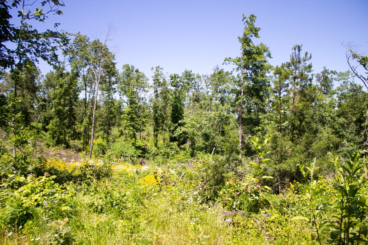 Timber Crossing Tract 10 photo 10