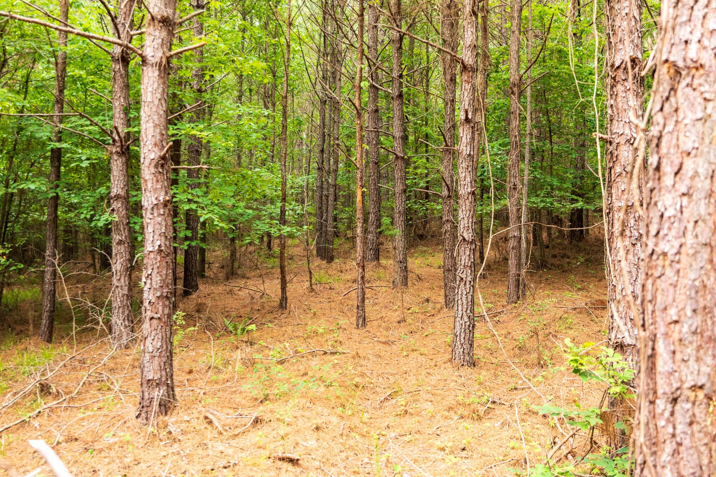 Whiskey Ridge Tract 65 photo 1