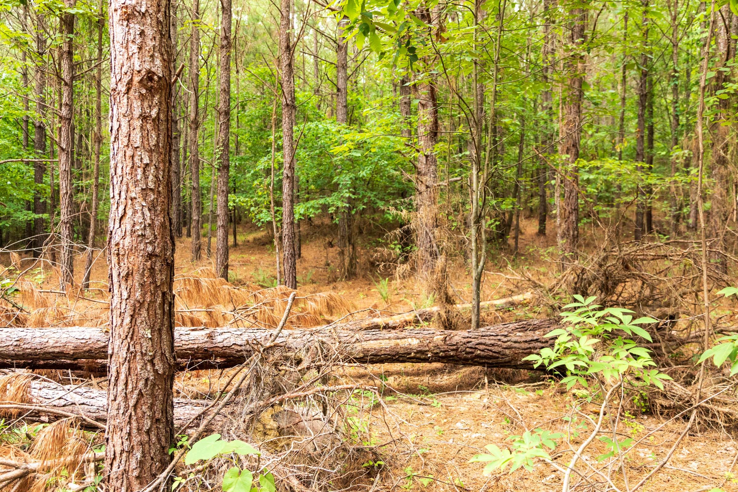 Whiskey Ridge Tract 65 photo 2