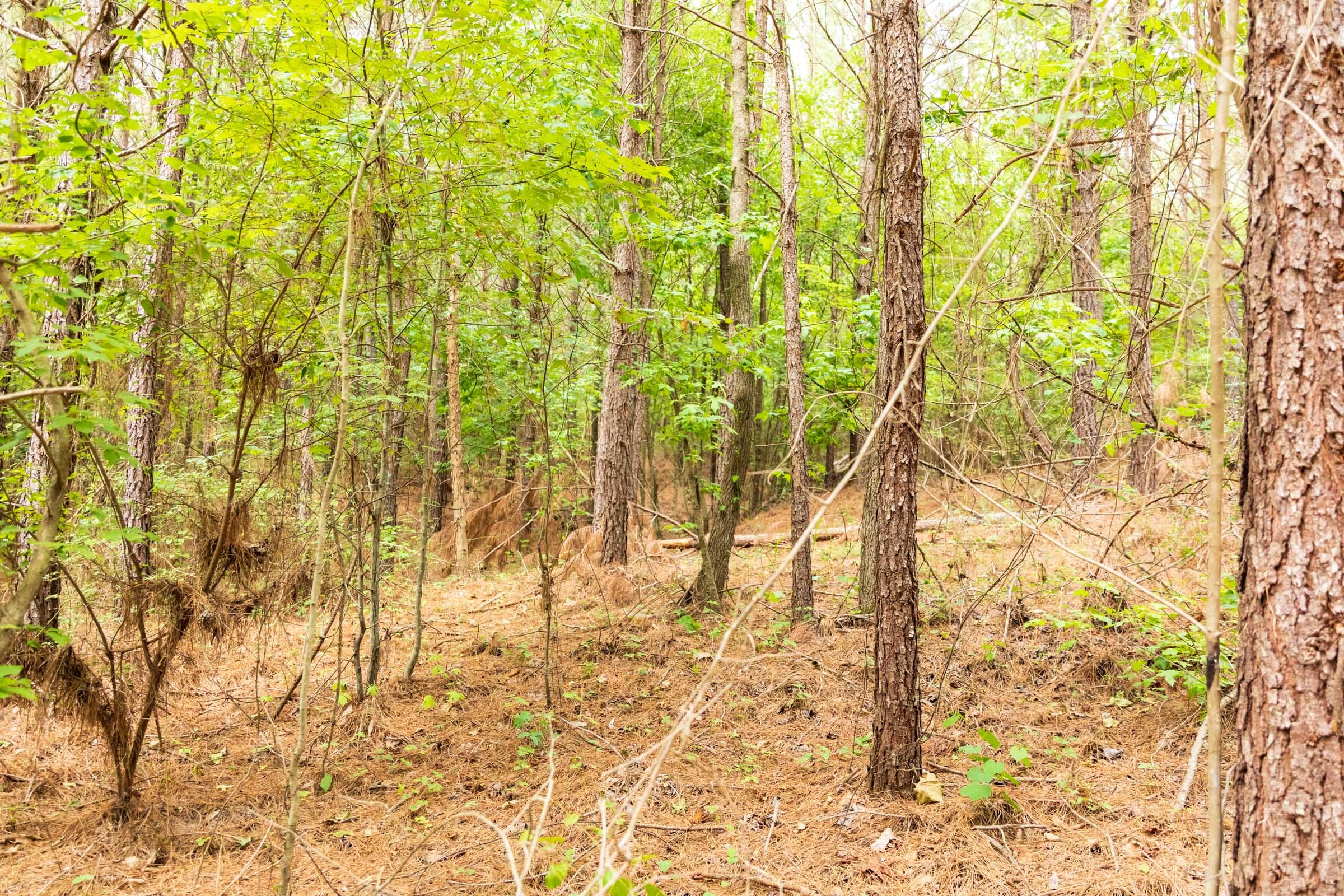 Whiskey Ridge Tract 65 photo 5