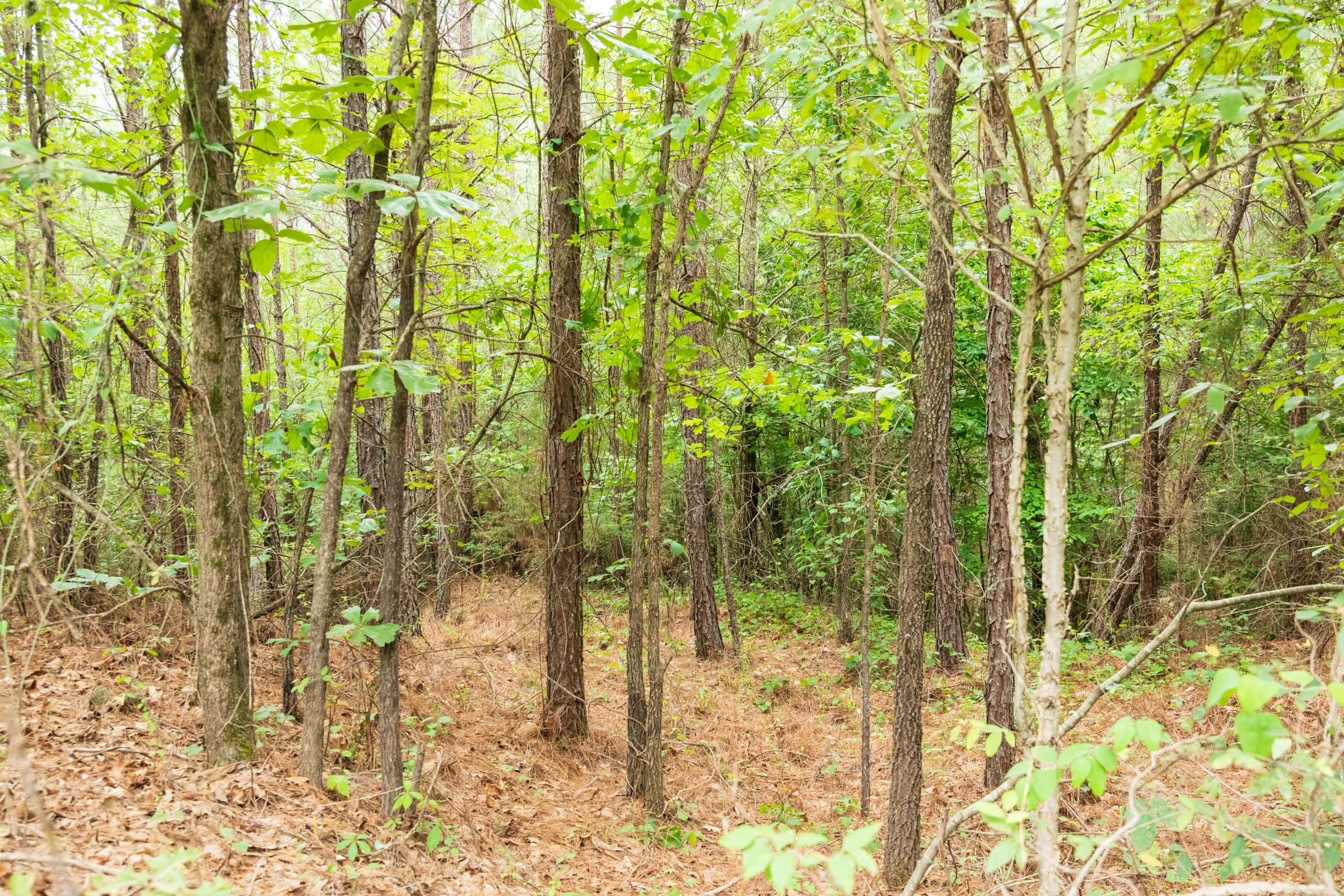 Whiskey Ridge Tract 65 photo 6