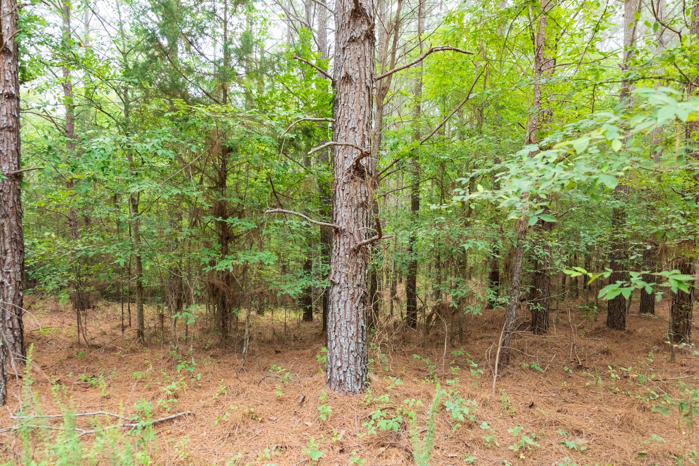 Whiskey Ridge Tract 65 photo 8