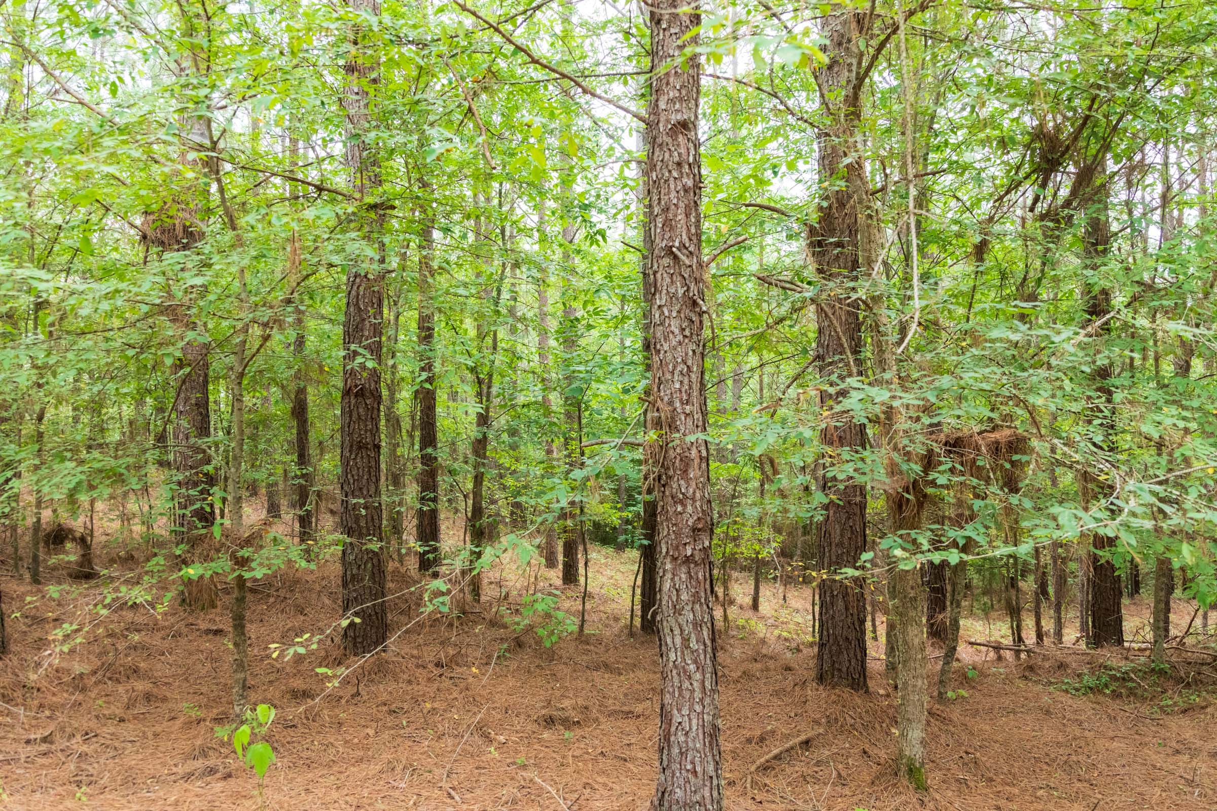 Whiskey Ridge Tract 65 photo 4