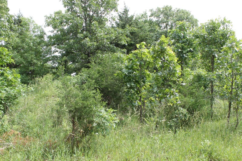 Cedar Ridge Ranch Tract 31 photo 2