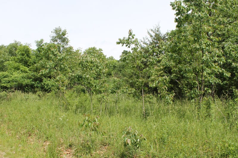 Cedar Ridge Ranch Tract 31 photo 4
