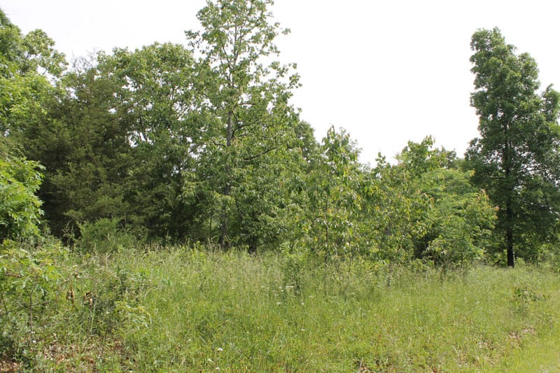 Cedar Ridge Ranch Tract 31 photo 5
