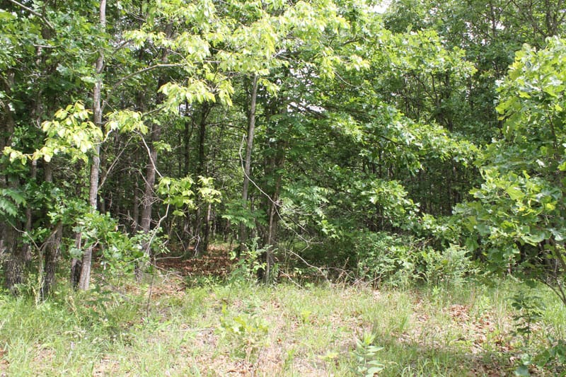Cedar Ridge Ranch Tract 31 photo 6