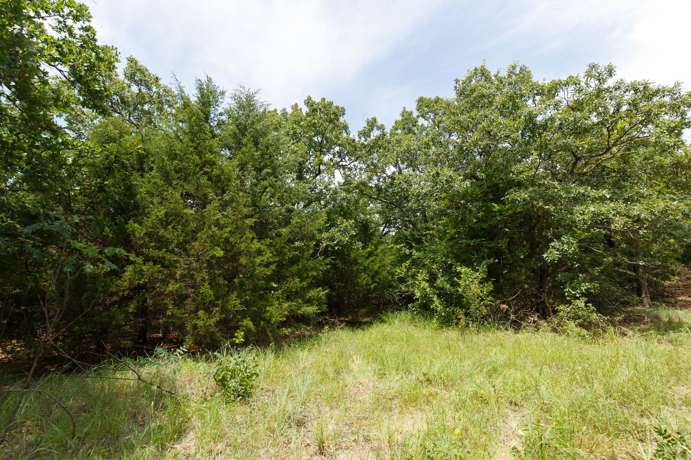 Timber Ridge Tract 1 photo 3