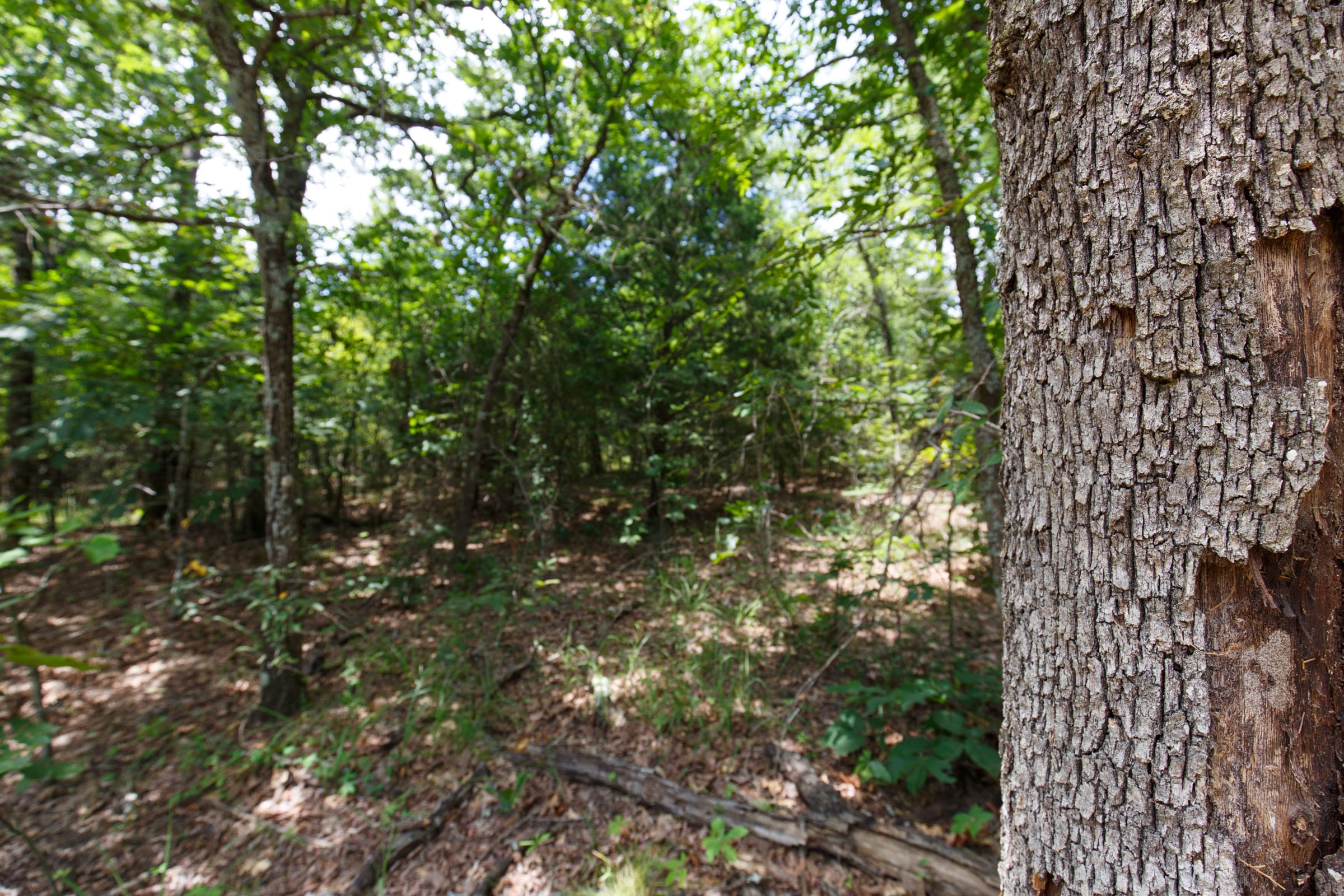Timber Ridge Tract 1 photo 2