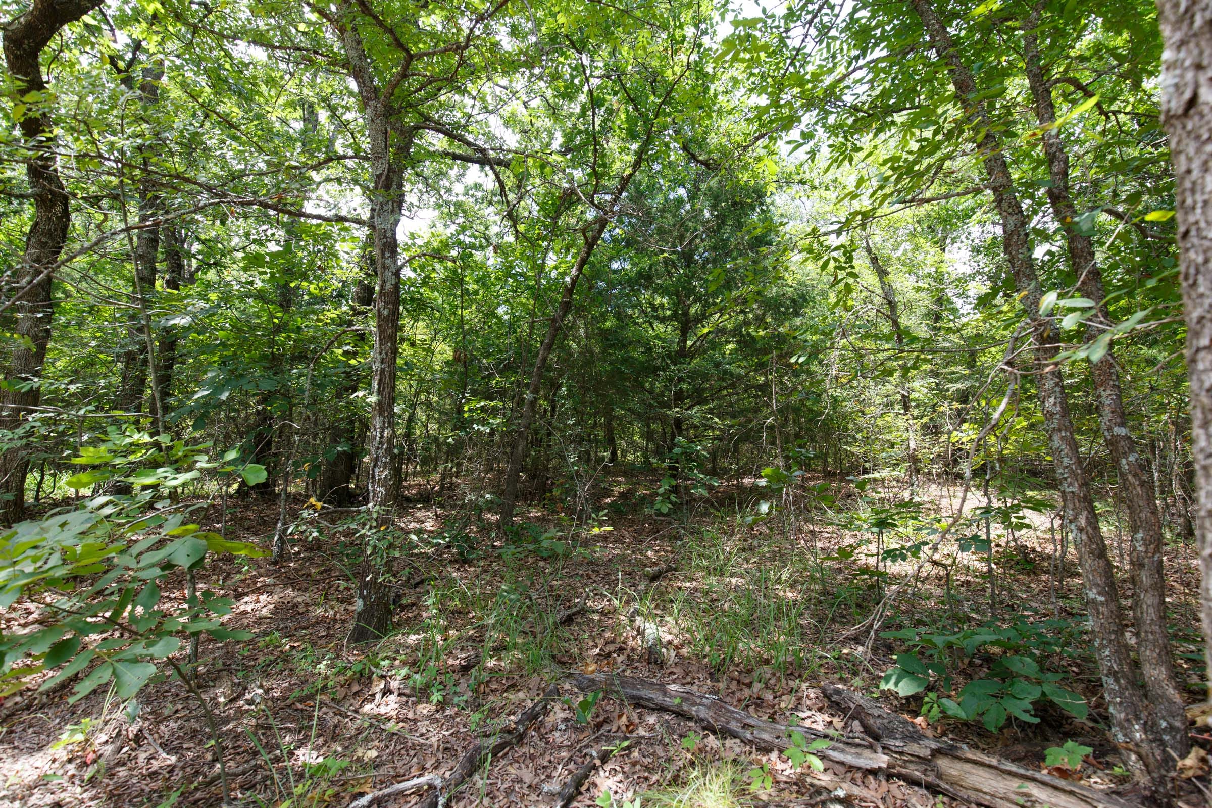 Timber Ridge Tract 1 photo 6