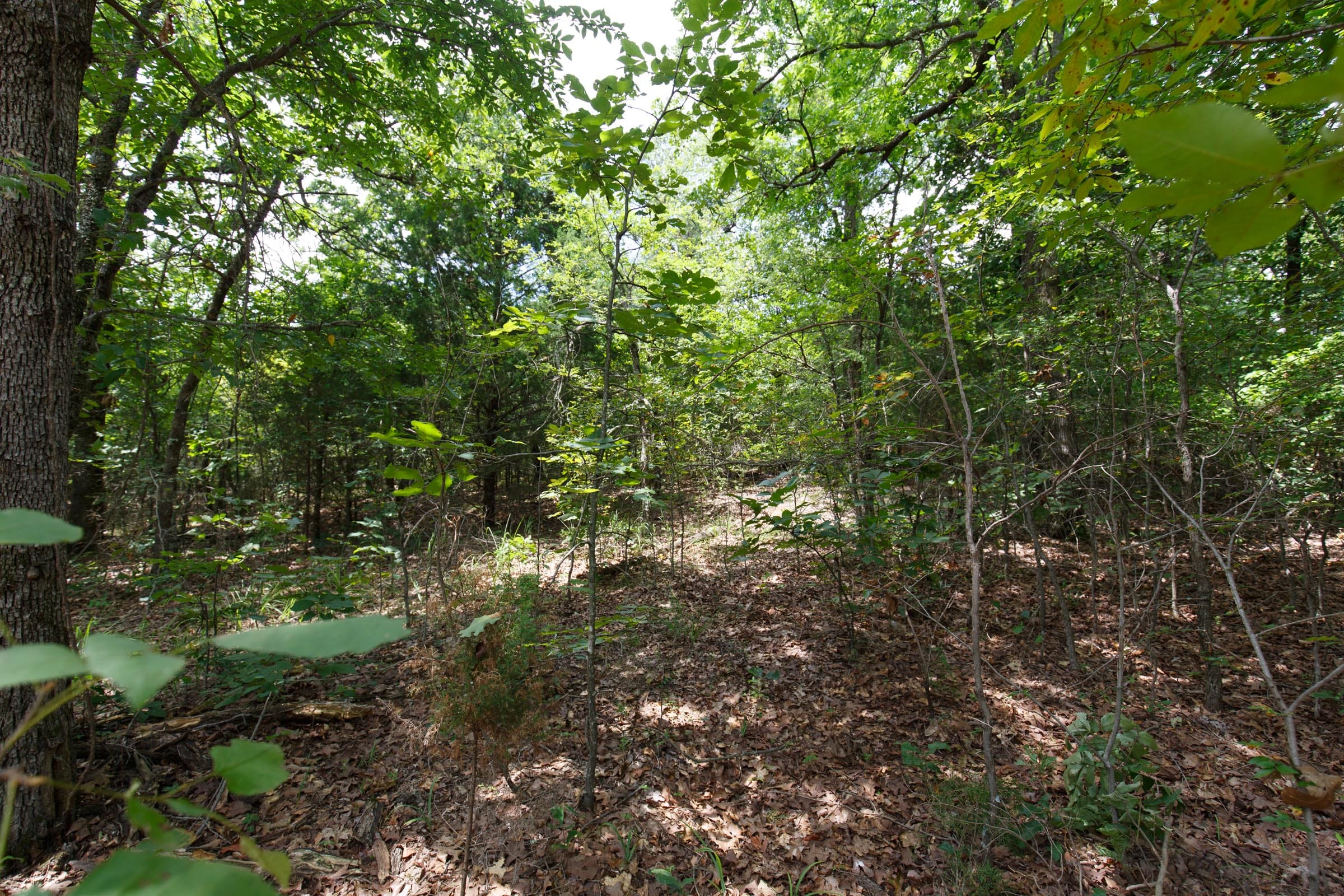 Timber Ridge Tract 1 photo 4