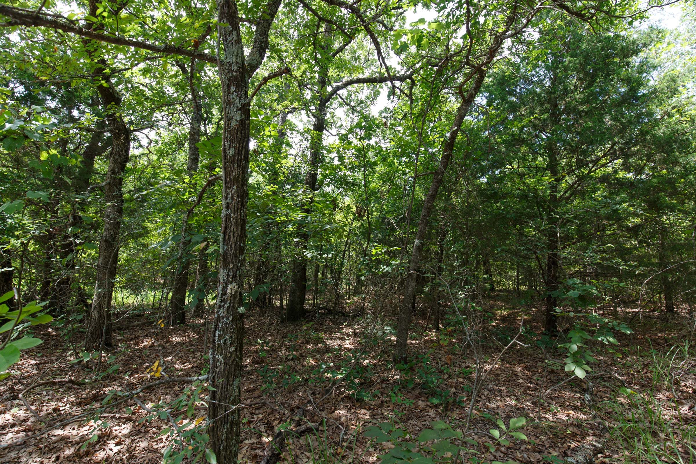Timber Ridge Tract 1 photo 7