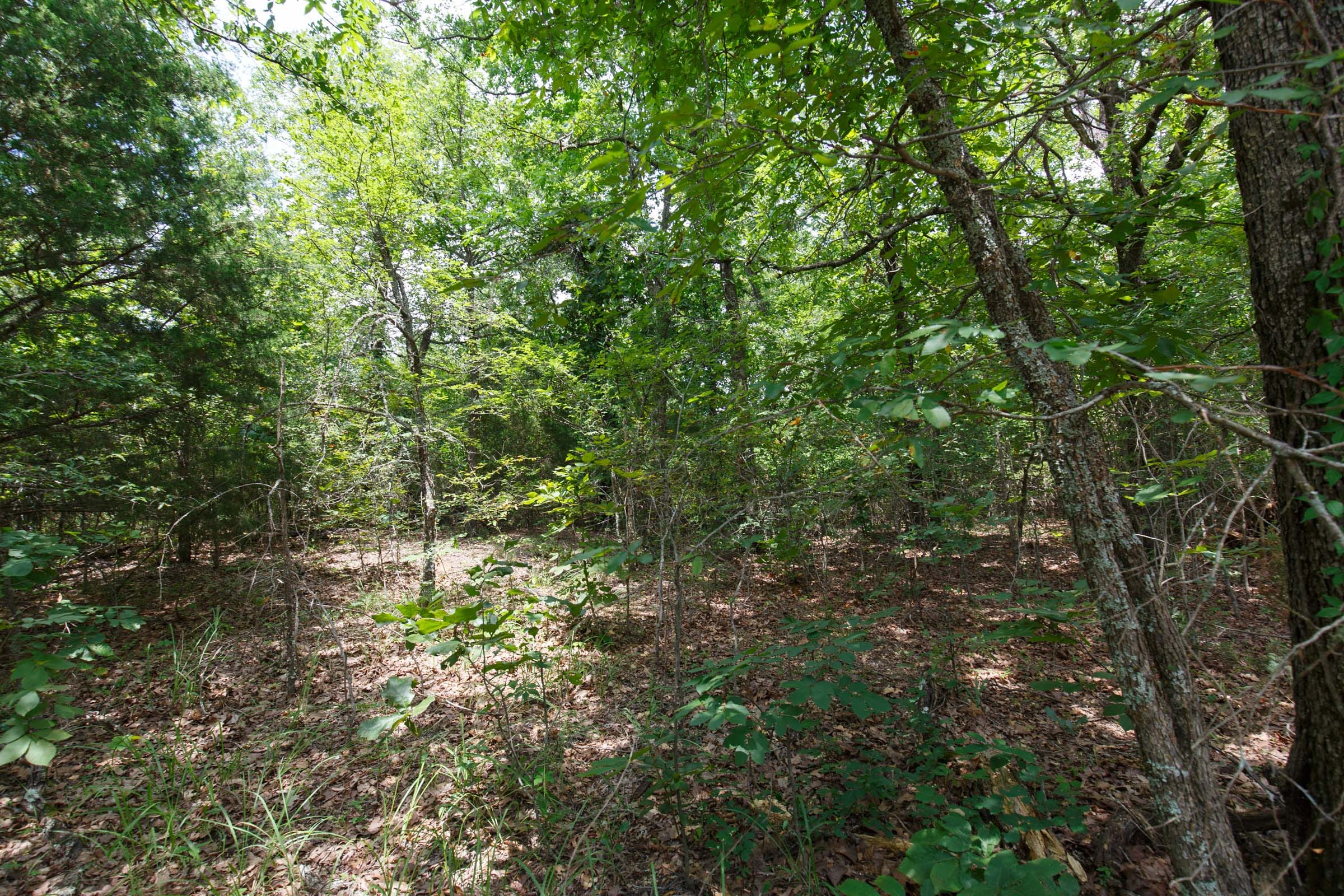 Timber Ridge Tract 1 photo 8
