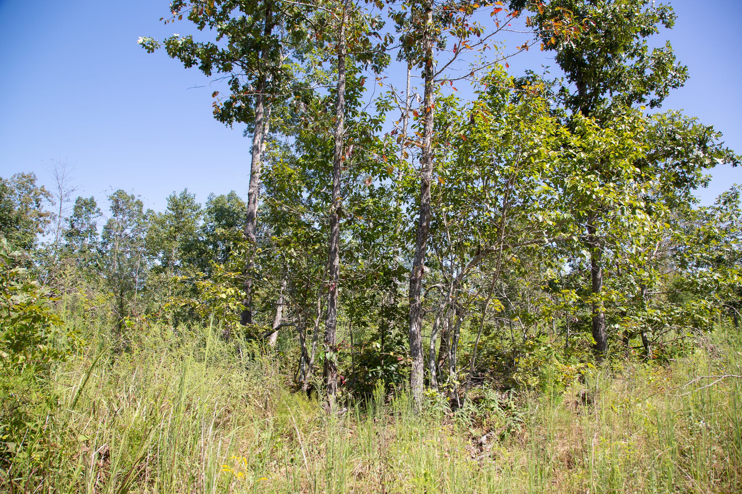 Borgmann’s Hollow Phase III Tract 83 photo 3