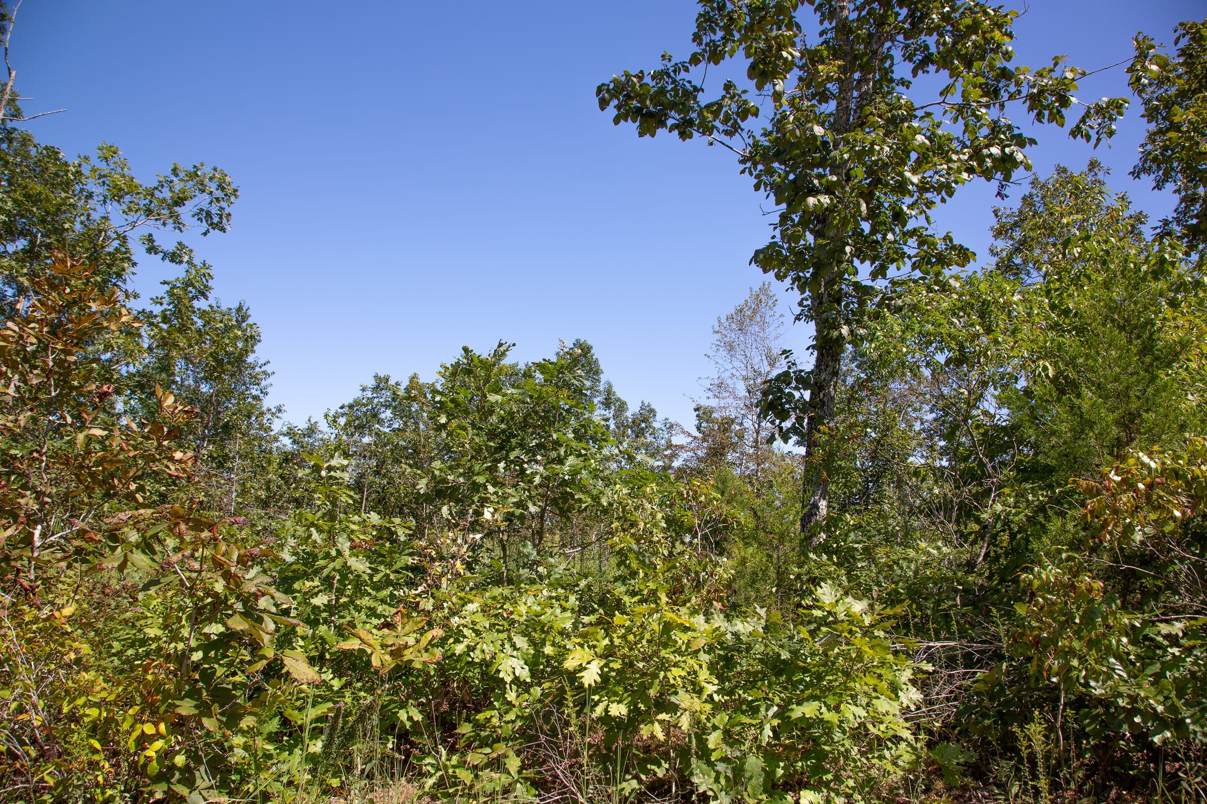 Borgmann’s Hollow Phase III Tract 83 photo 4