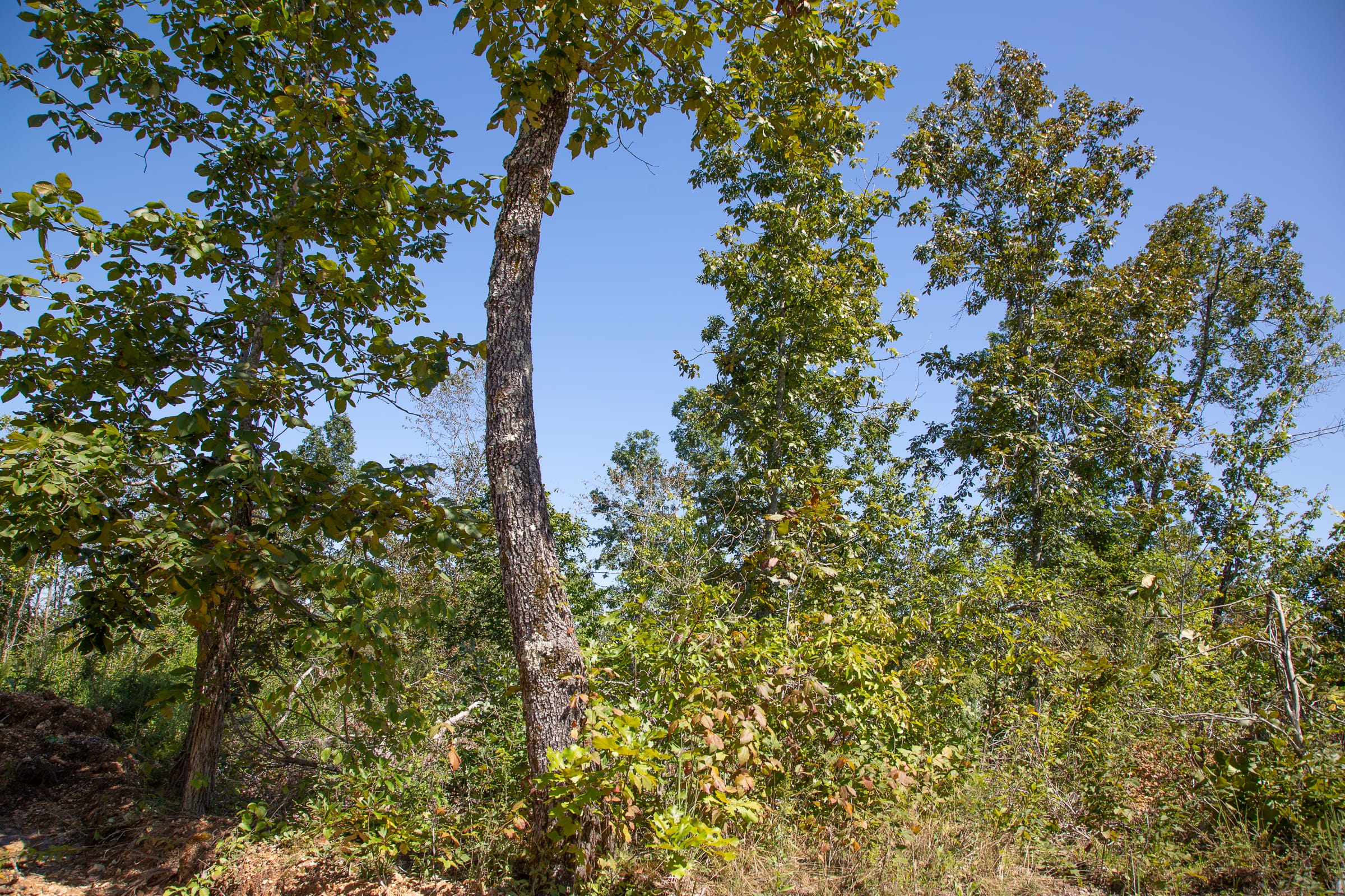 Borgmann’s Hollow Phase III Tract 83 photo 5