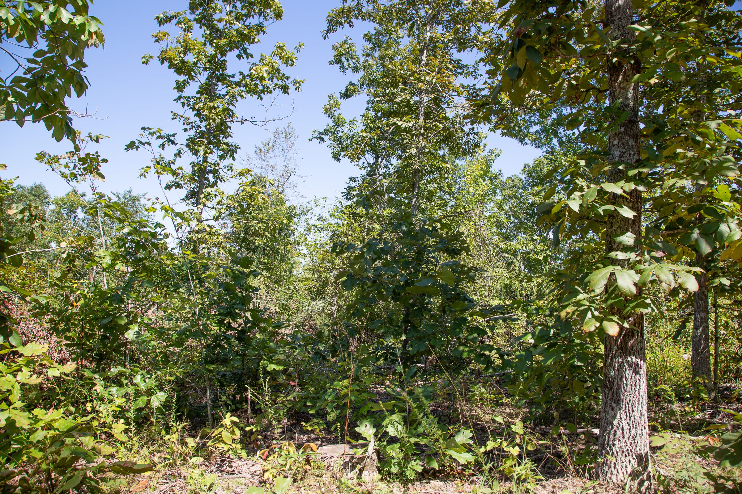 Borgmann’s Hollow Phase III Tract 83 photo 6