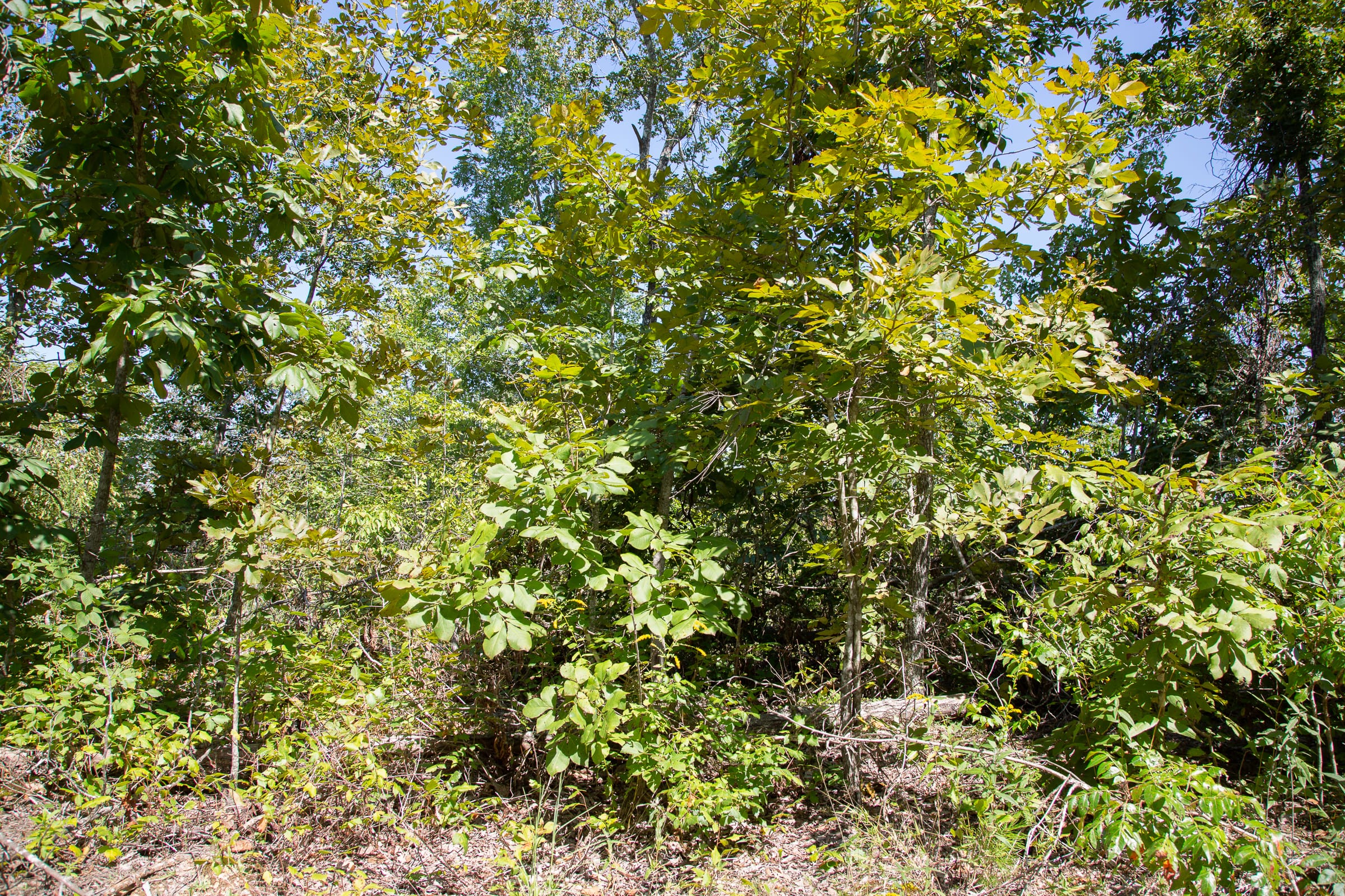Borgmann’s Hollow Phase III Tract 83 photo 8