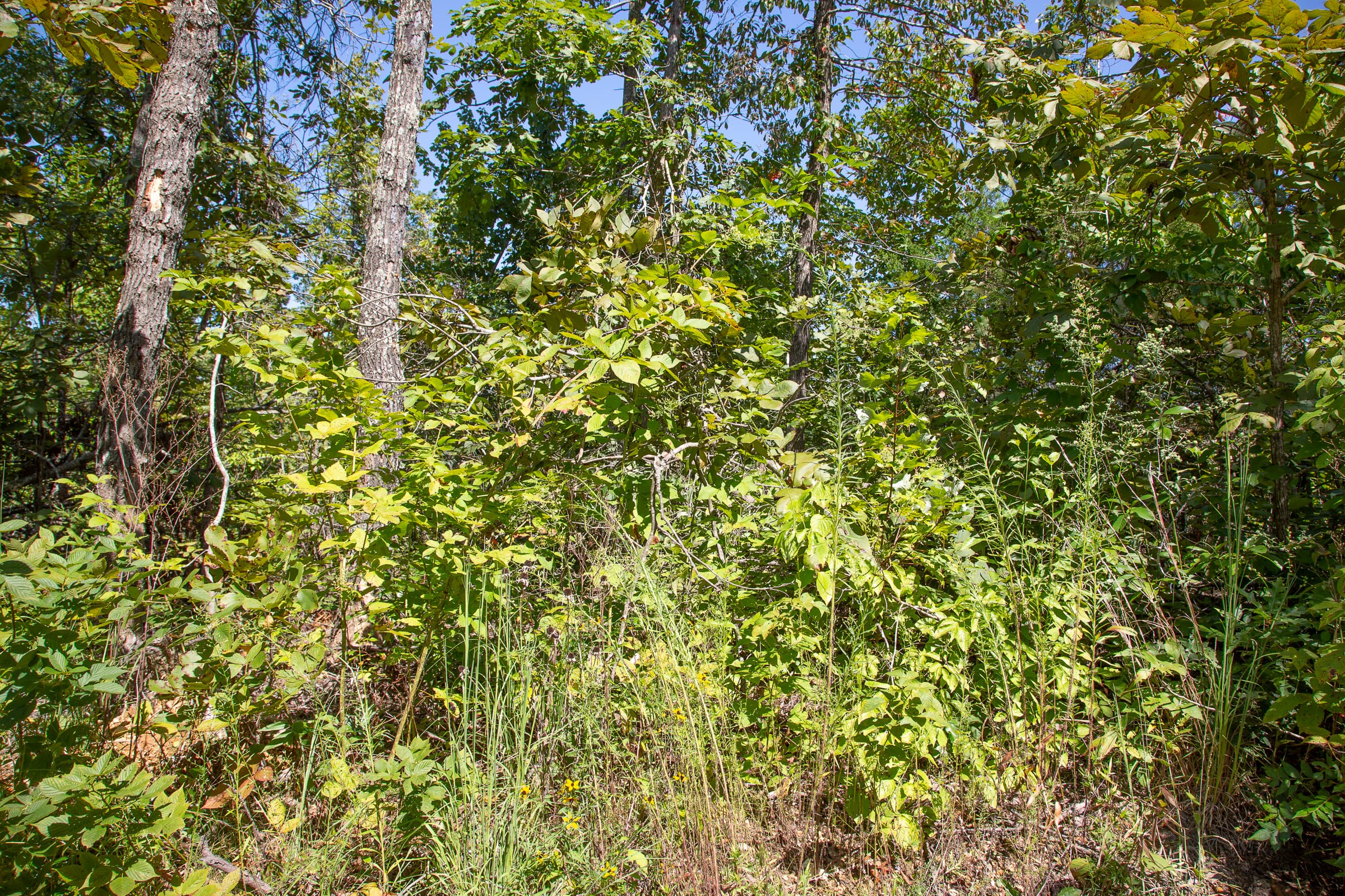 Borgmann’s Hollow Phase III Tract 83 photo 9