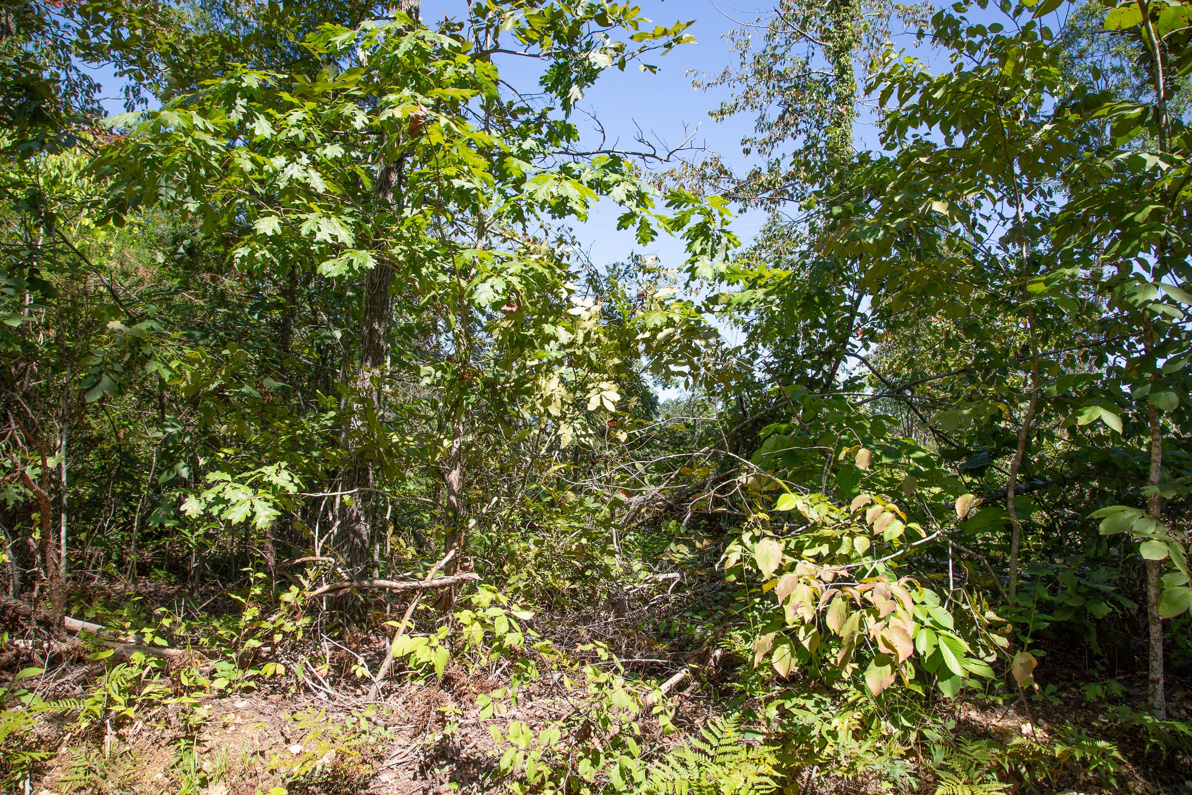 Borgmann’s Hollow Phase III Tract 83 photo 10
