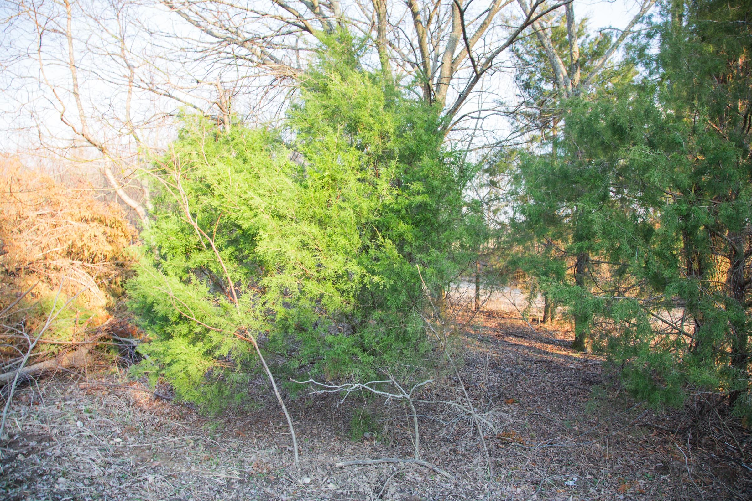 Eufaula Cove Tract 12 photo 3