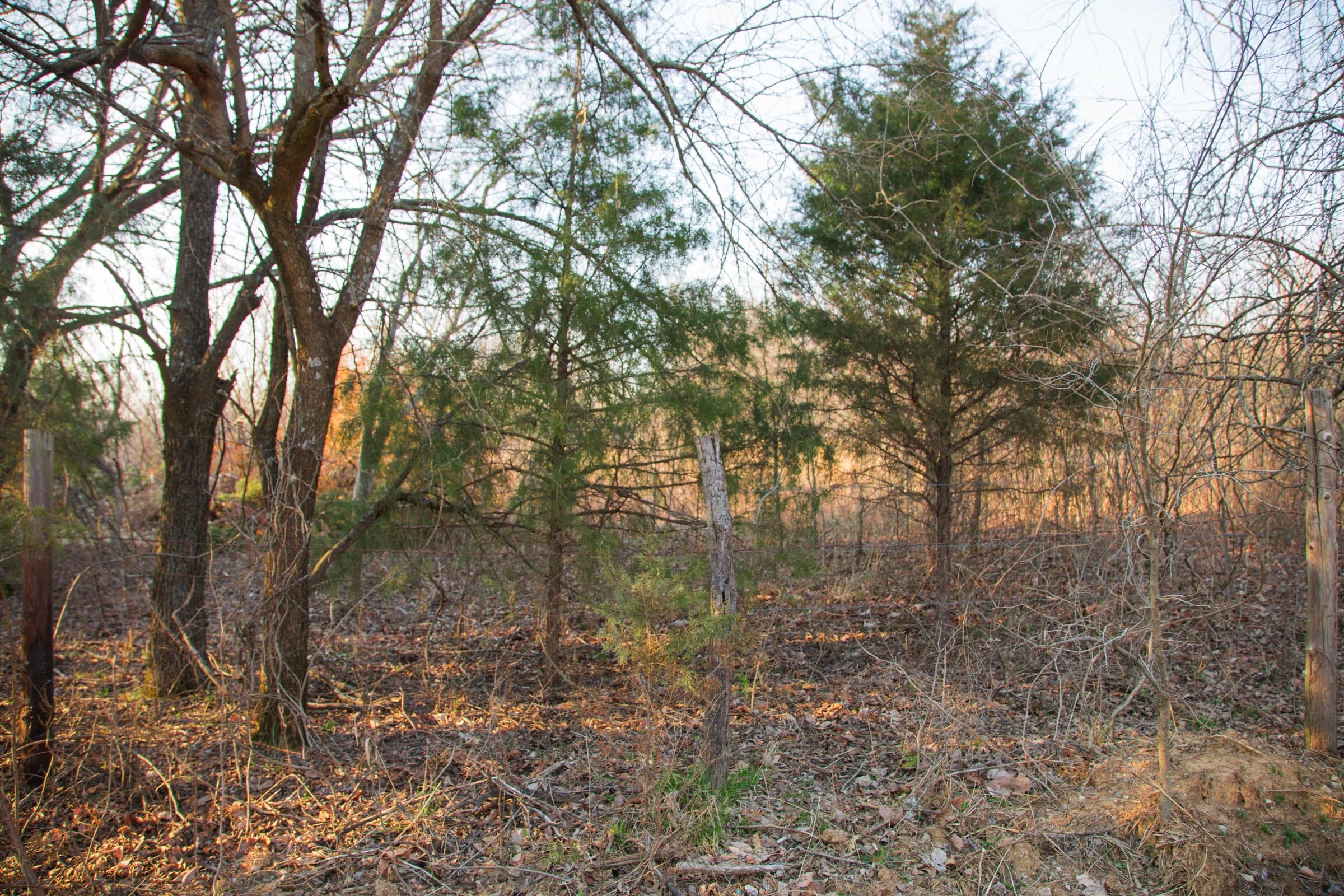 Eufaula Cove Tract 12 photo 4