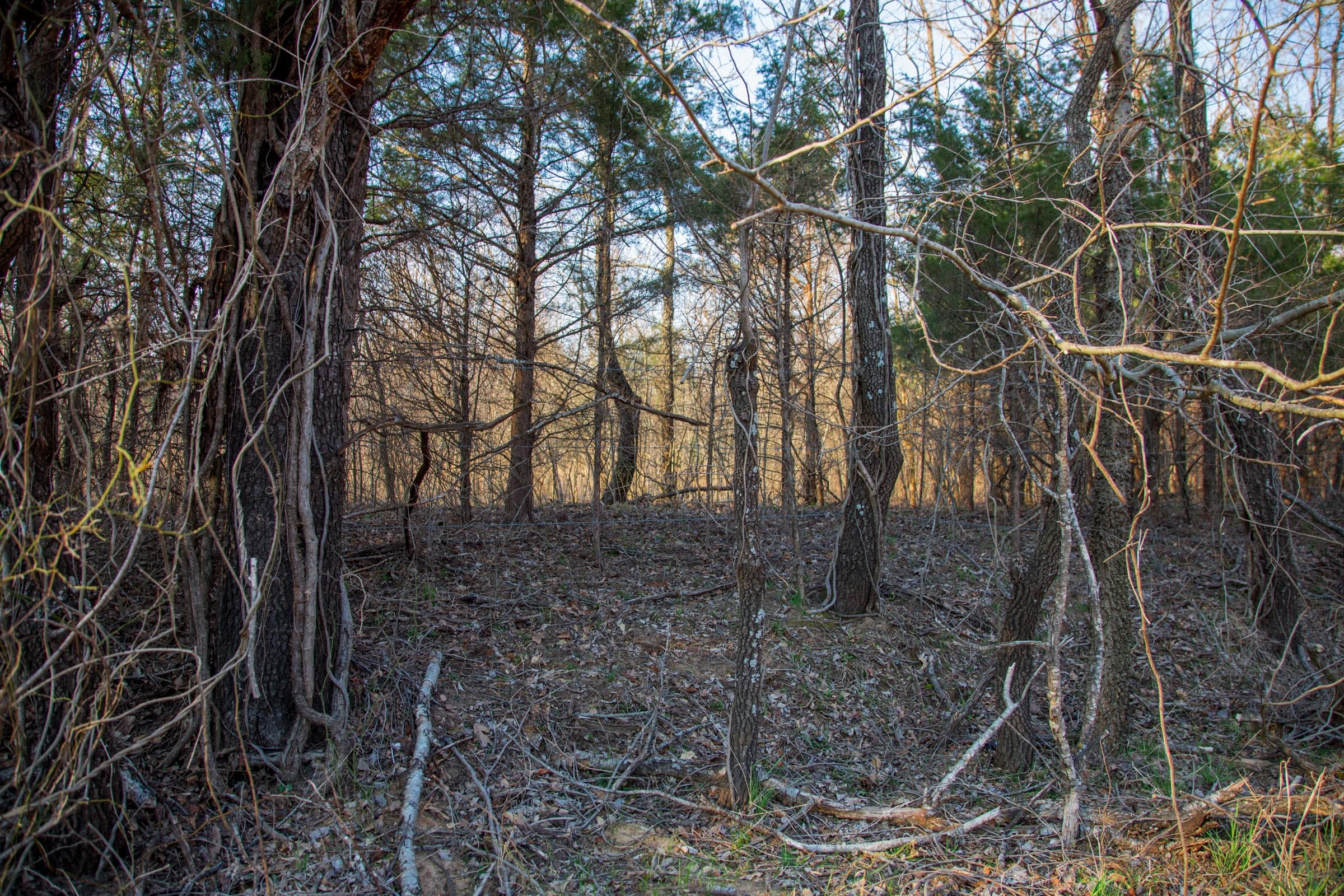 Eufaula Cove Tract 12 photo 5