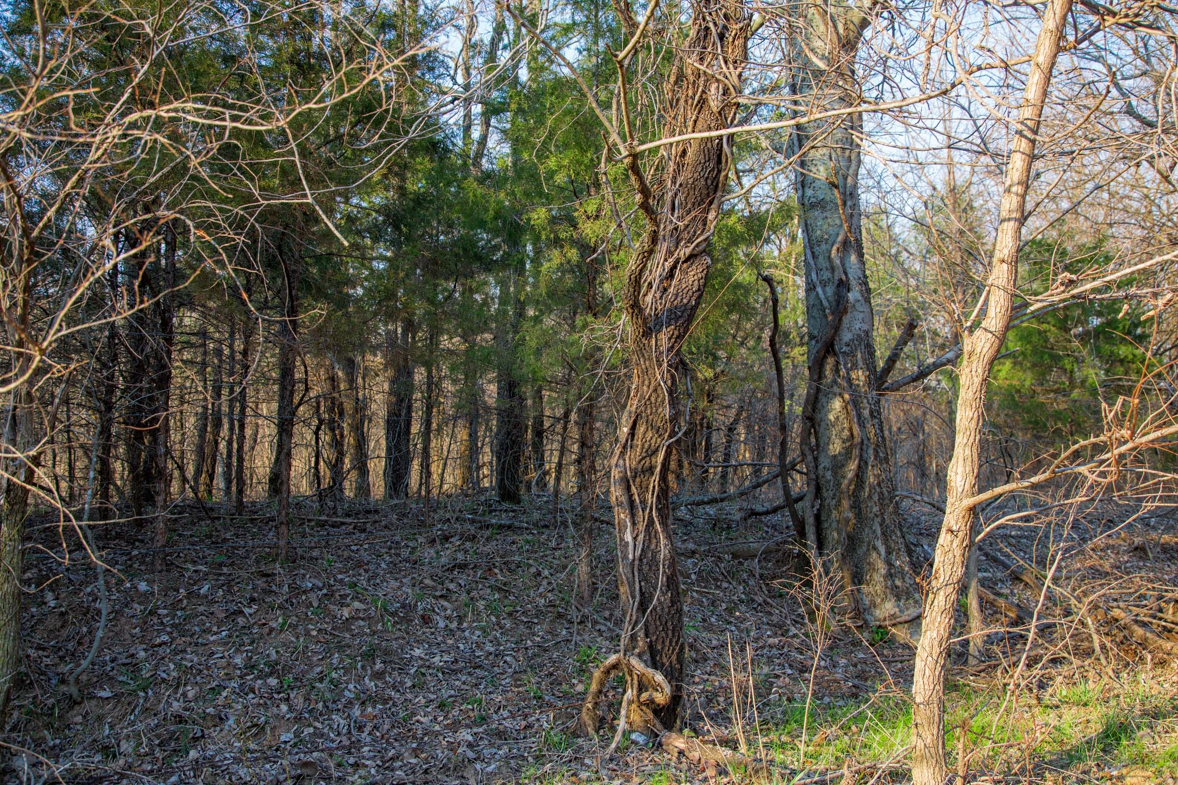 Eufaula Cove Tract 12 photo 7