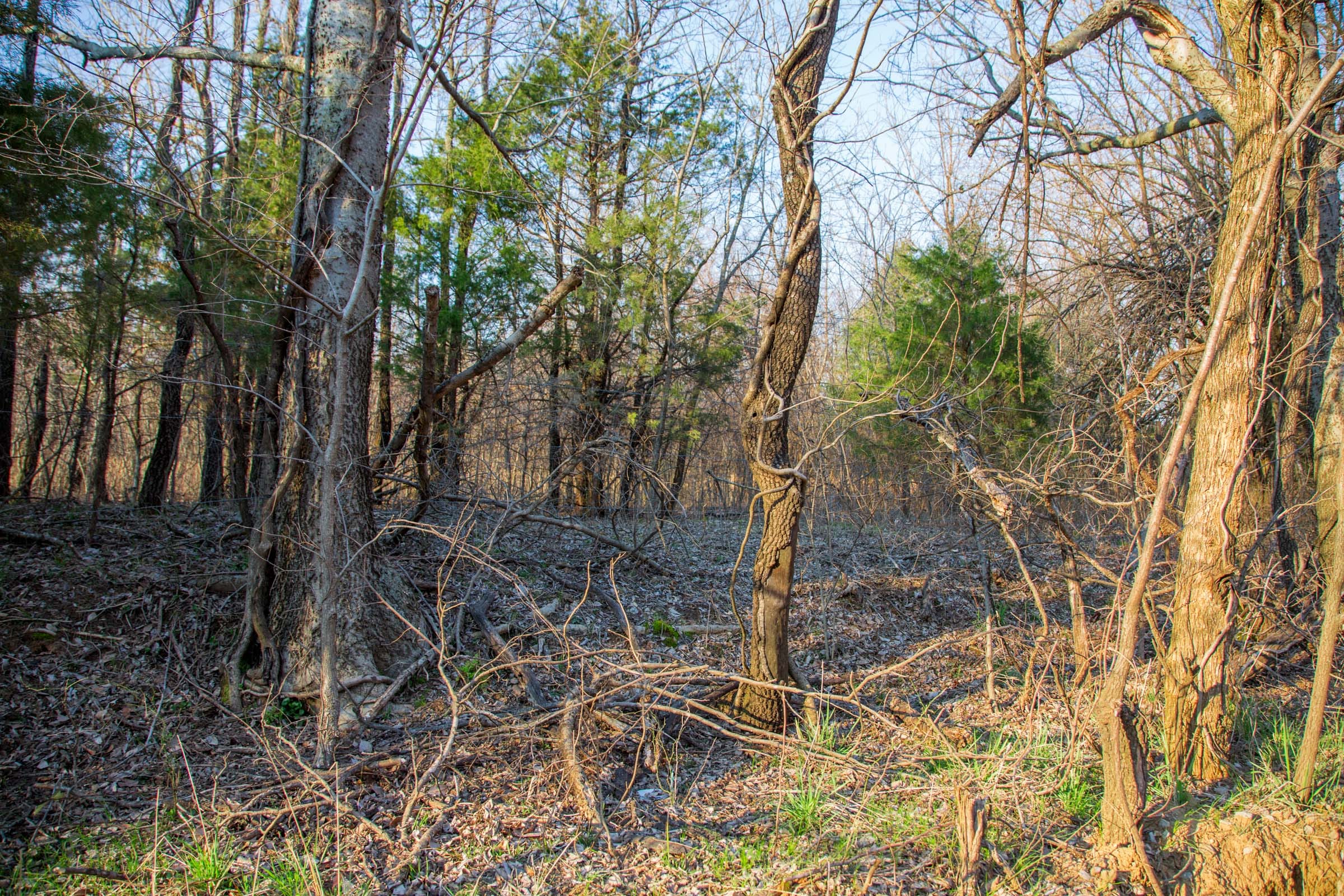 Eufaula Cove Tract 12 photo 8