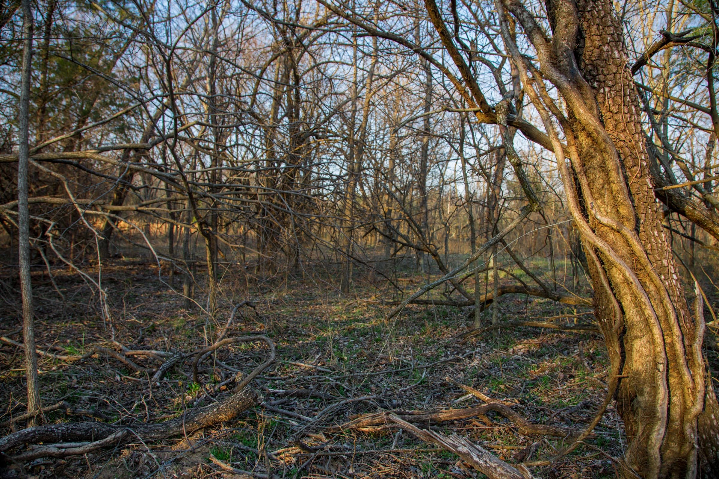 Eufaula Cove Tract 12 photo 10