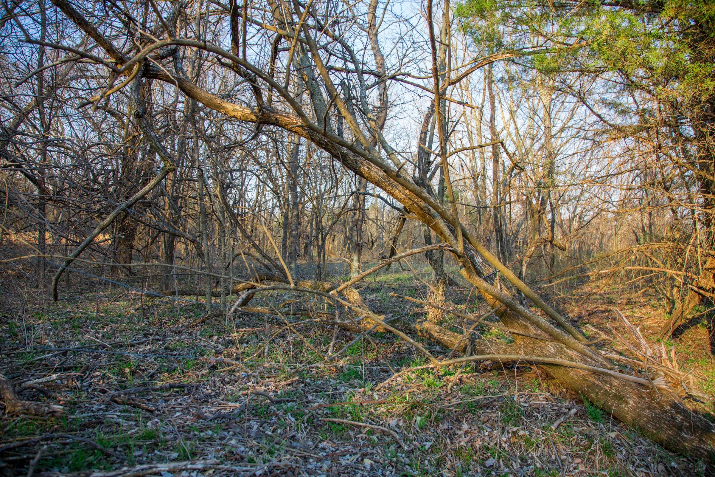 Eufaula Cove Tract 12 photo 11