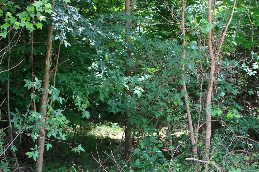 Bluebird Ranch Tract 24 photo 8