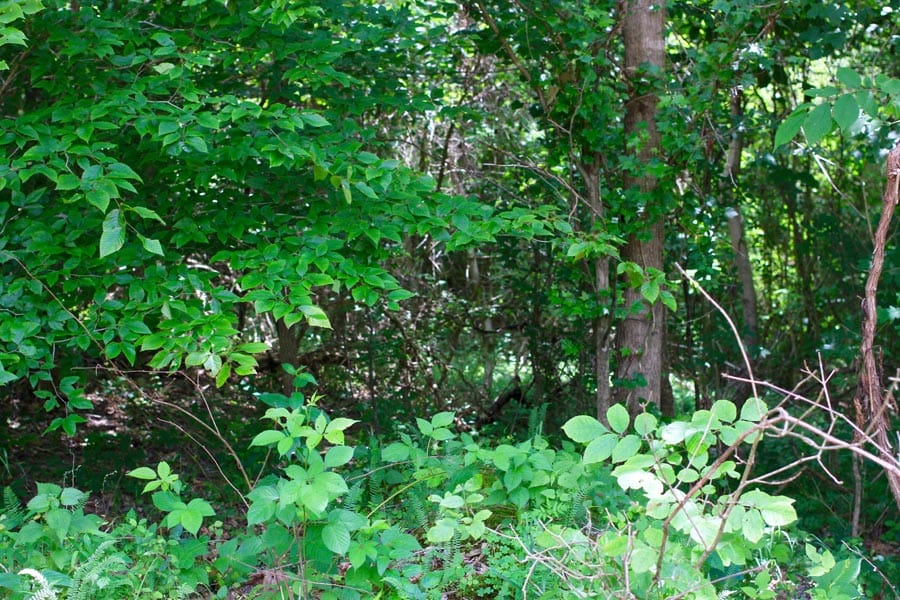 Bluebird Ranch Tract 24 photo 9