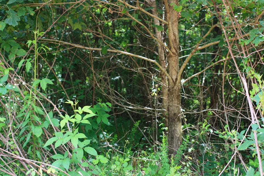 Bluebird Ranch Tract 24 photo 10