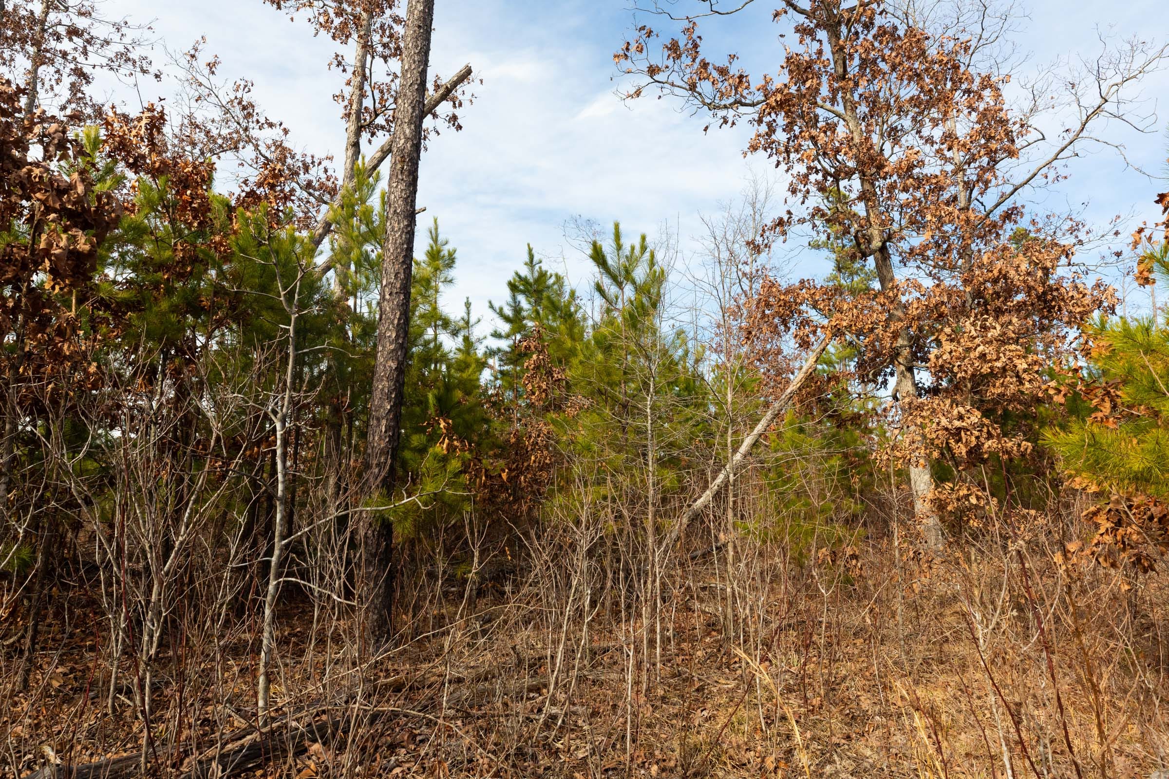 Windy Ridge Tract 2 photo 3