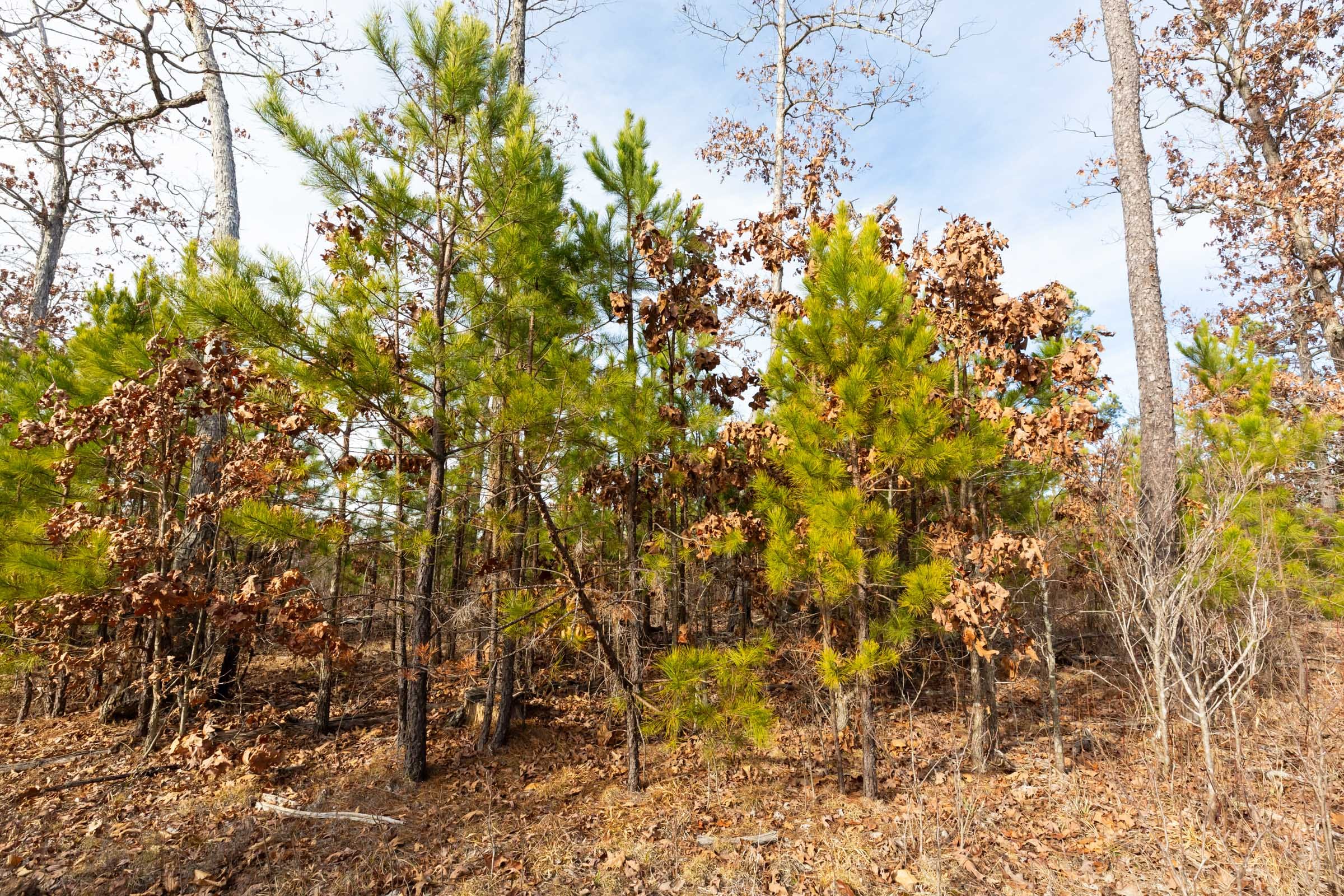 Windy Ridge Tract 2 photo 4