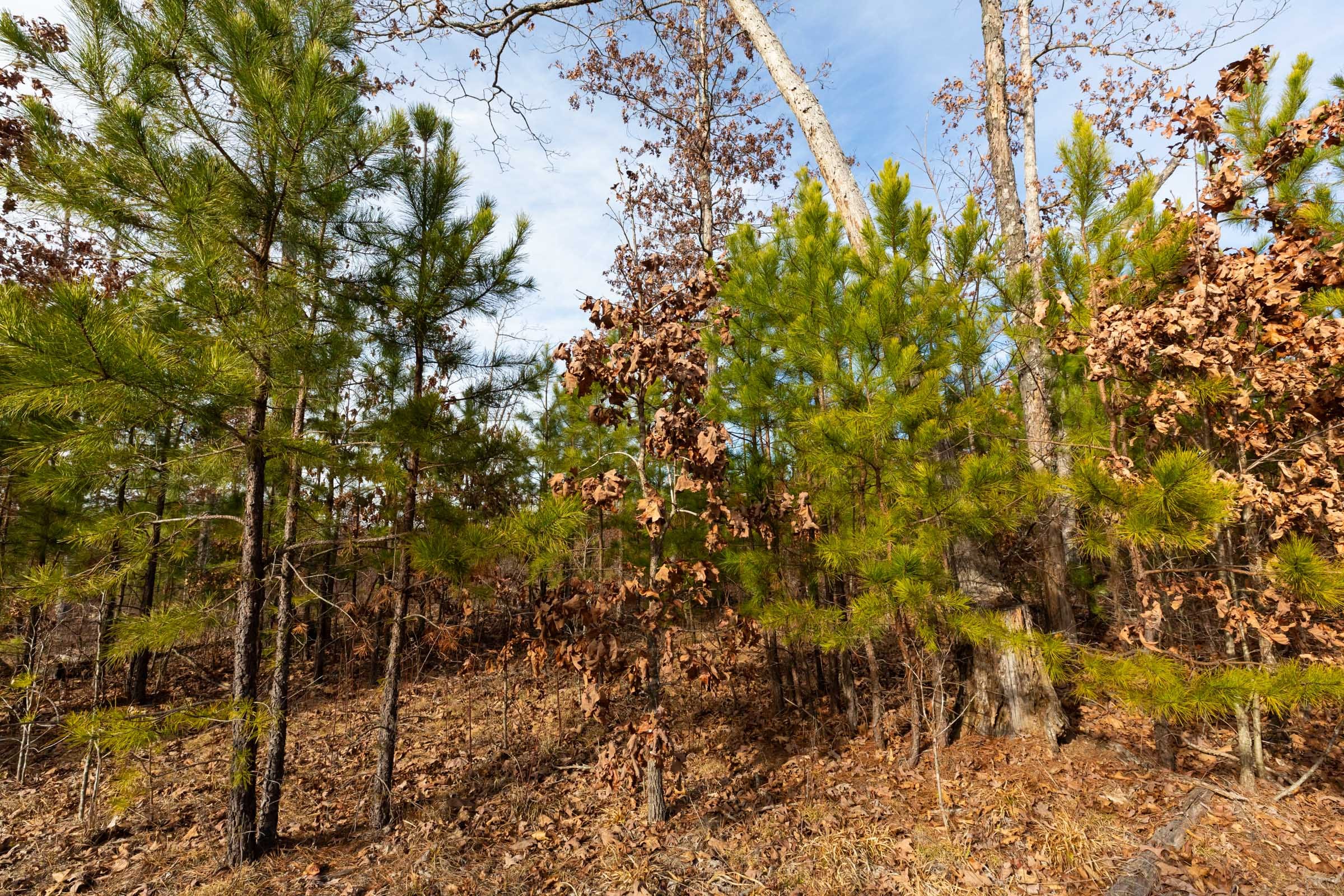 Windy Ridge Tract 2 photo 6