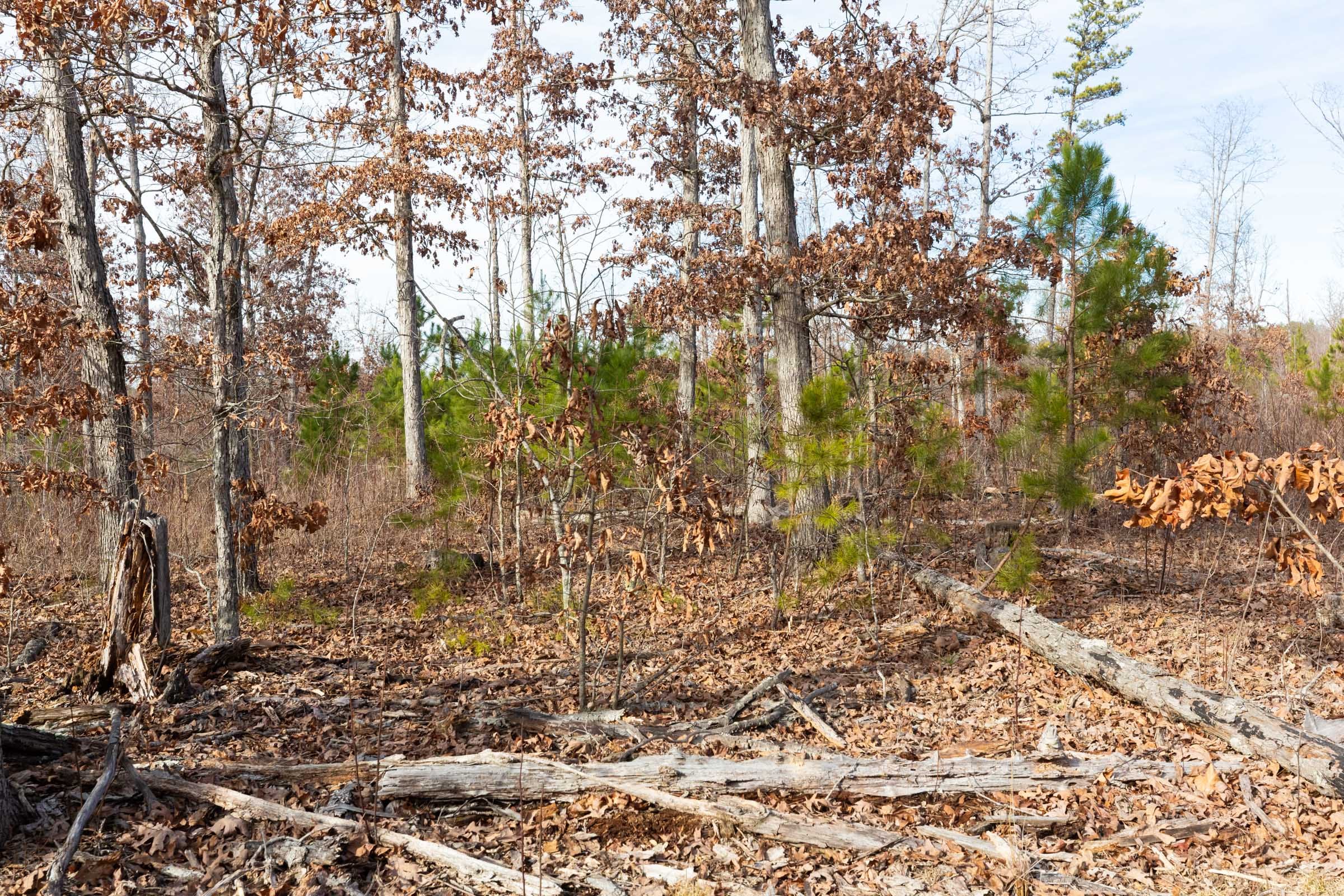 Windy Ridge Tract 2 photo 7
