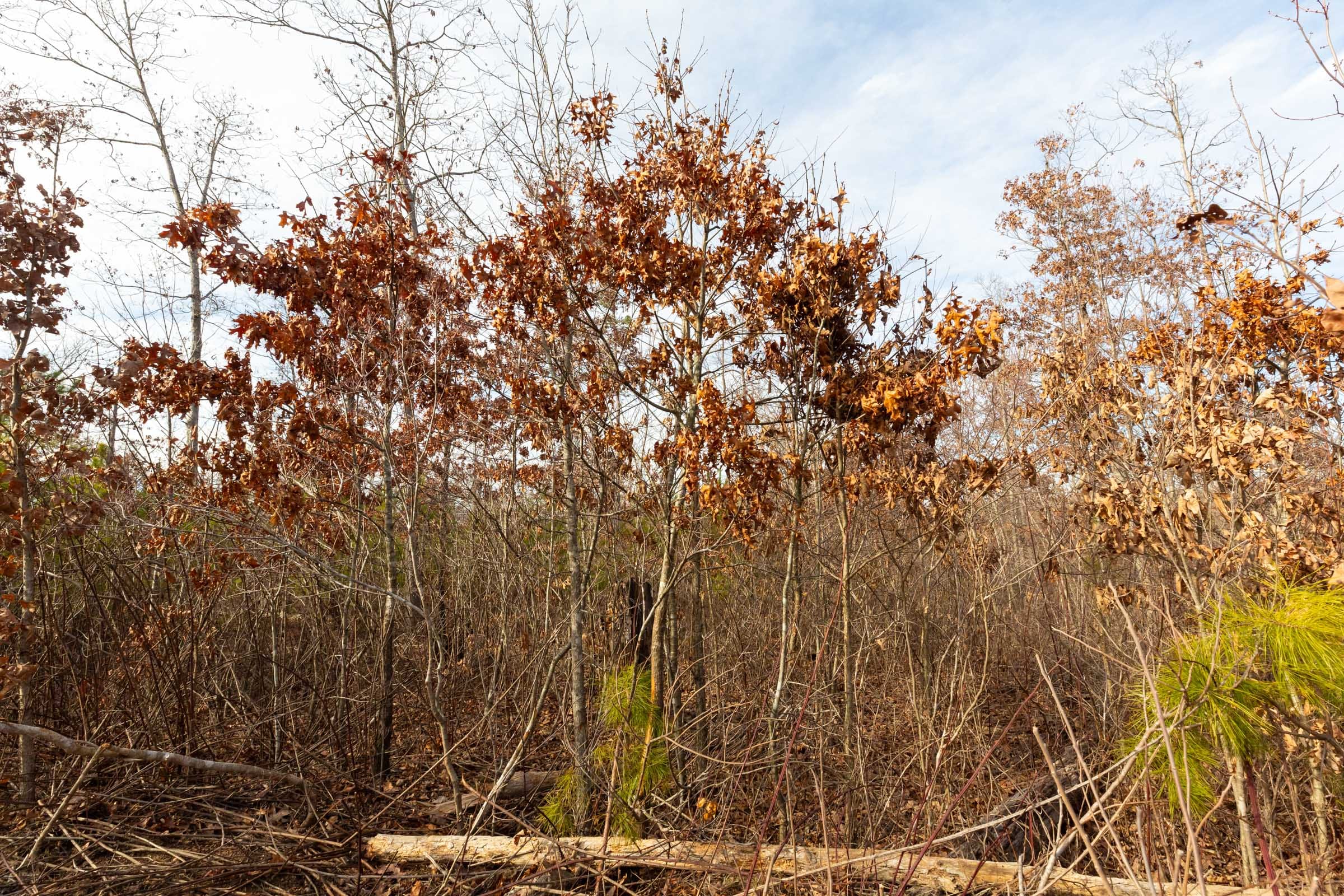 Windy Ridge Tract 2 photo 8