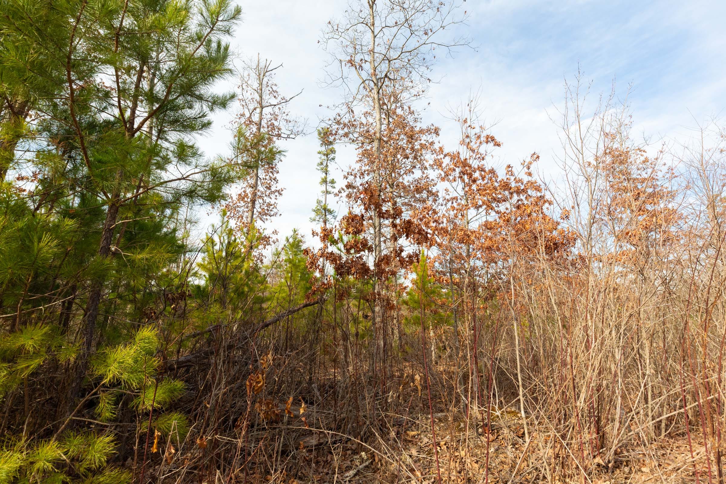 Windy Ridge Tract 2 photo 9