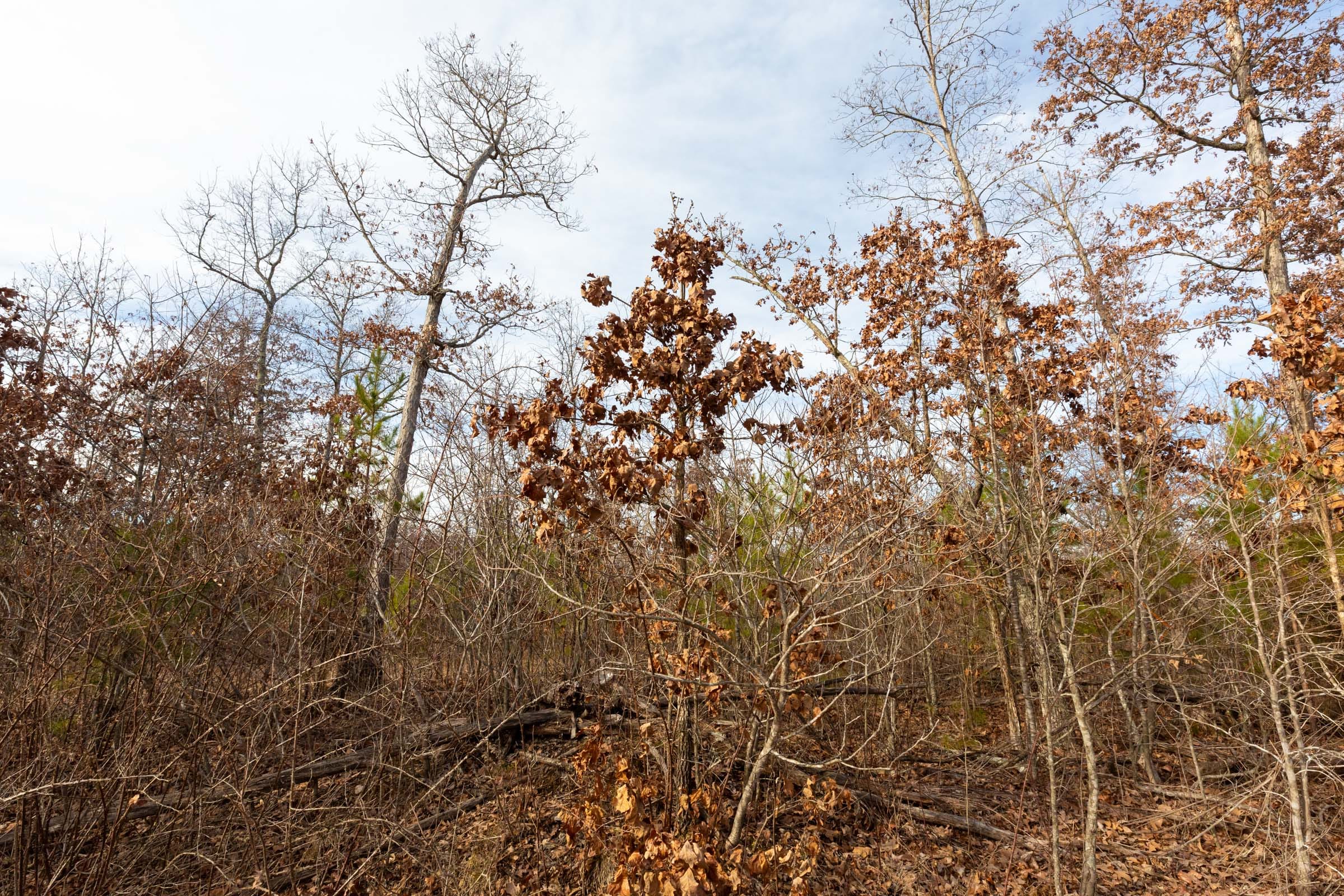 Windy Ridge Tract 2 photo 11